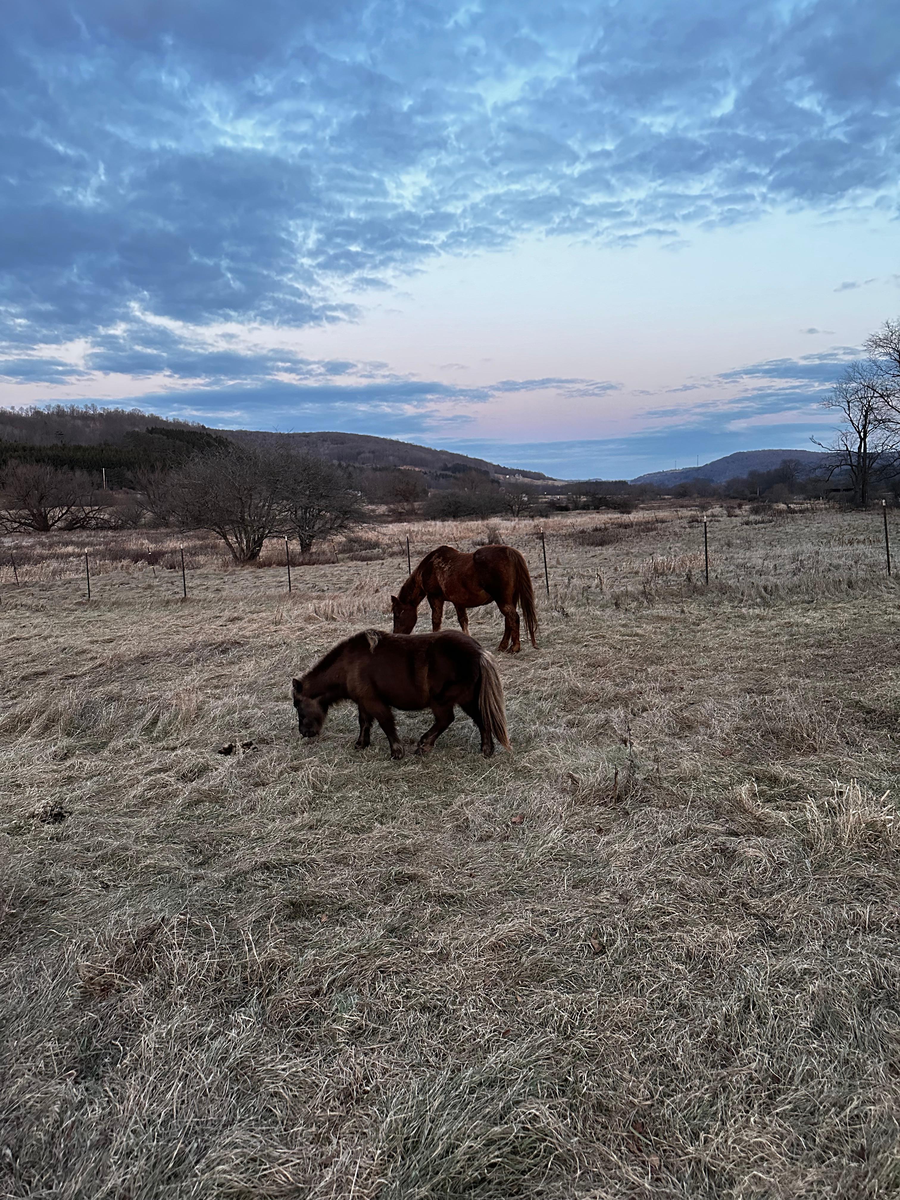 Steadfast Acres