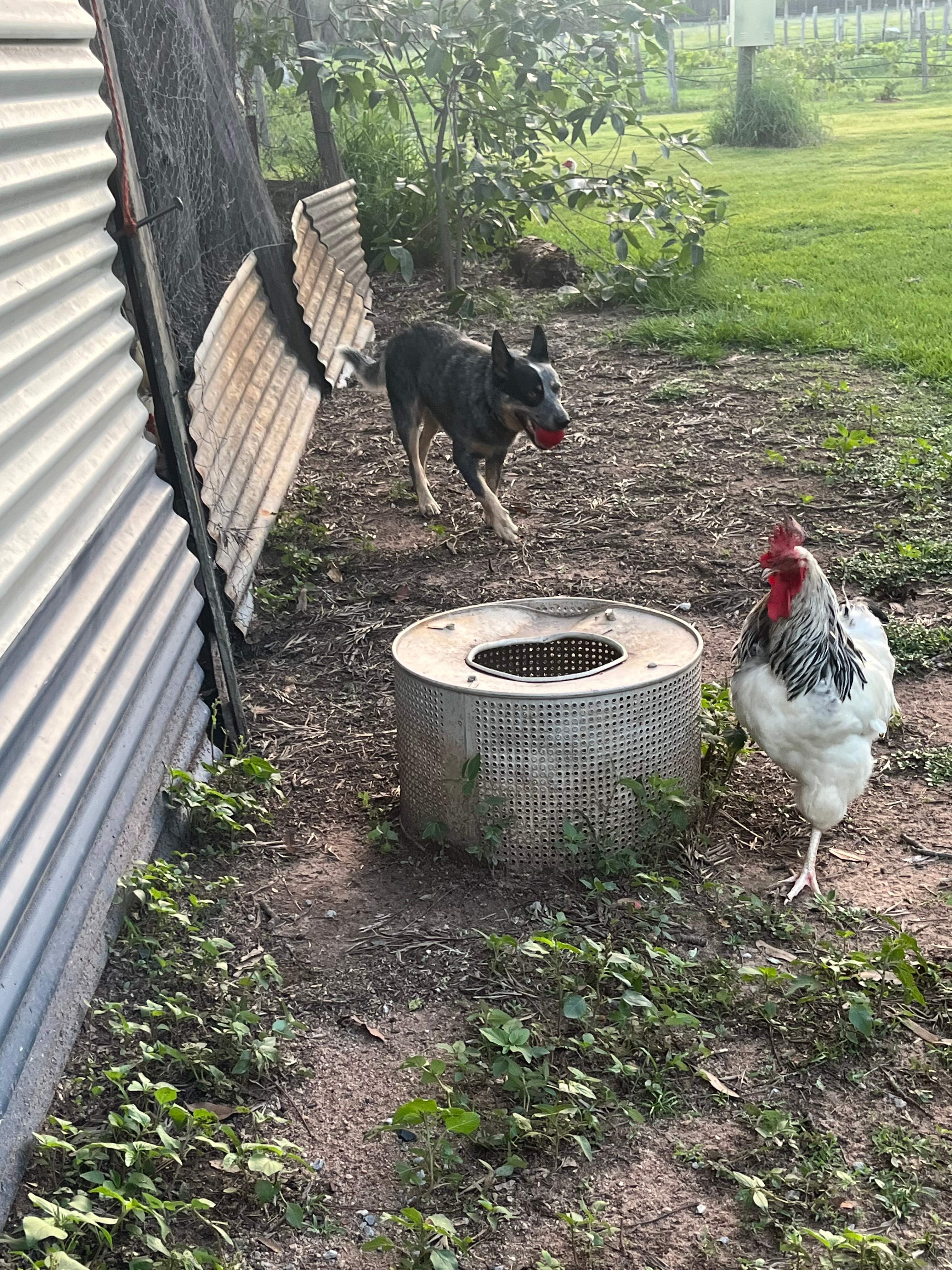 Yoda sizing up his lunch