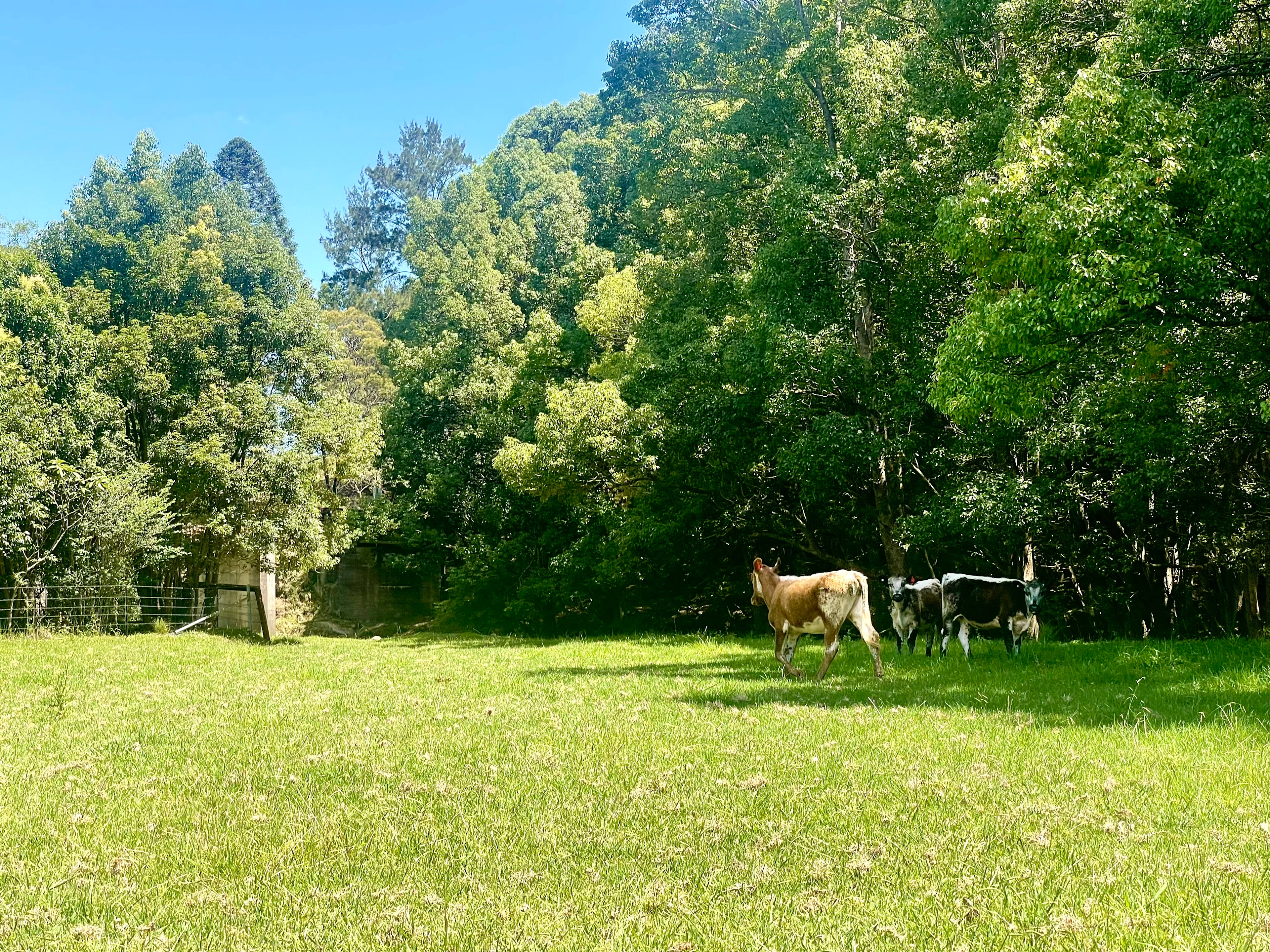 Paddock Opposite Camping Zone