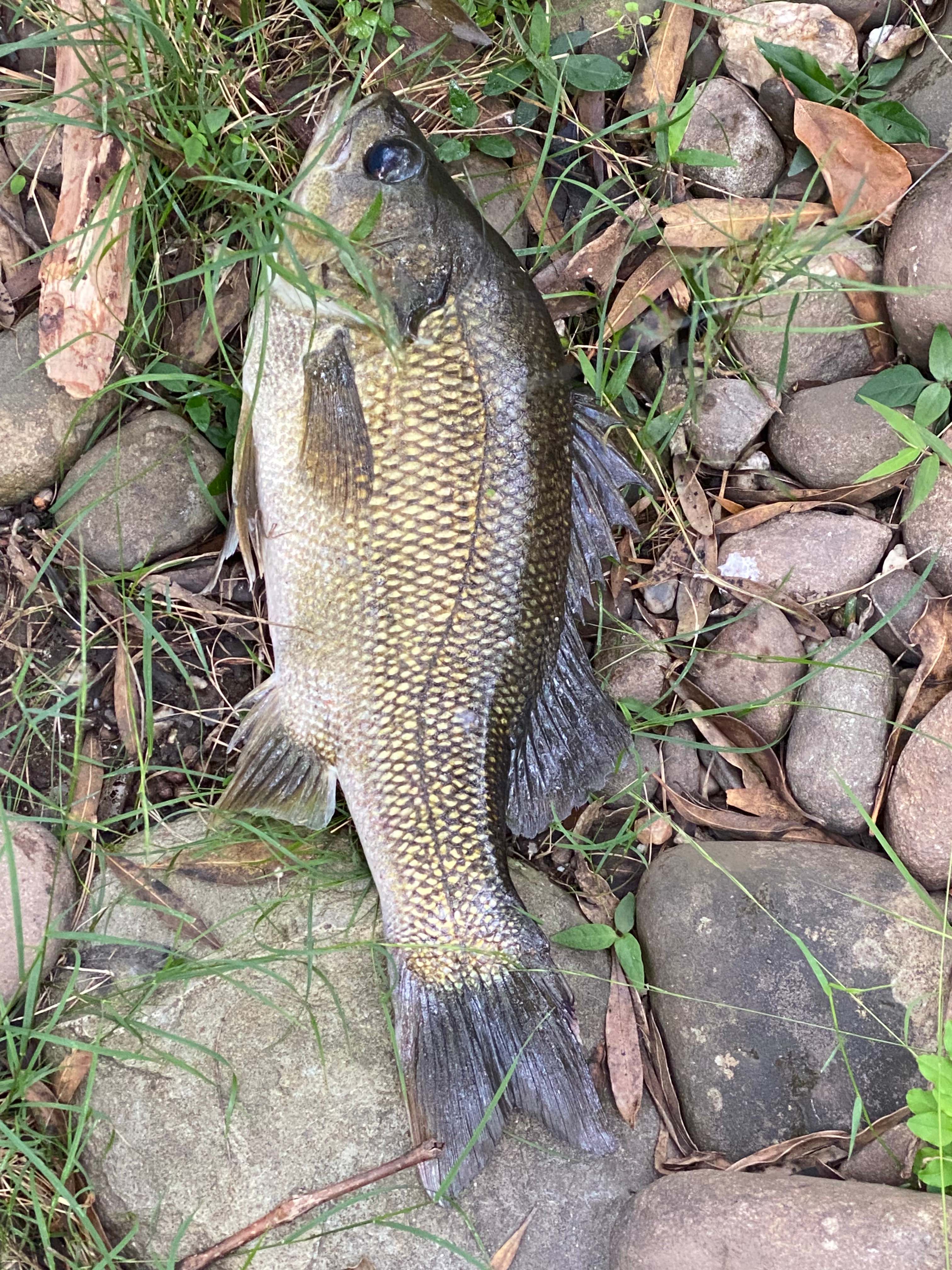 41cm Bass