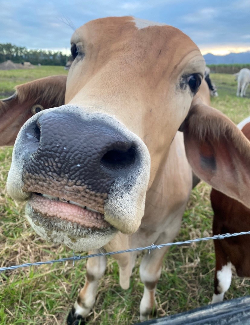 Newell Beach Farm Stay