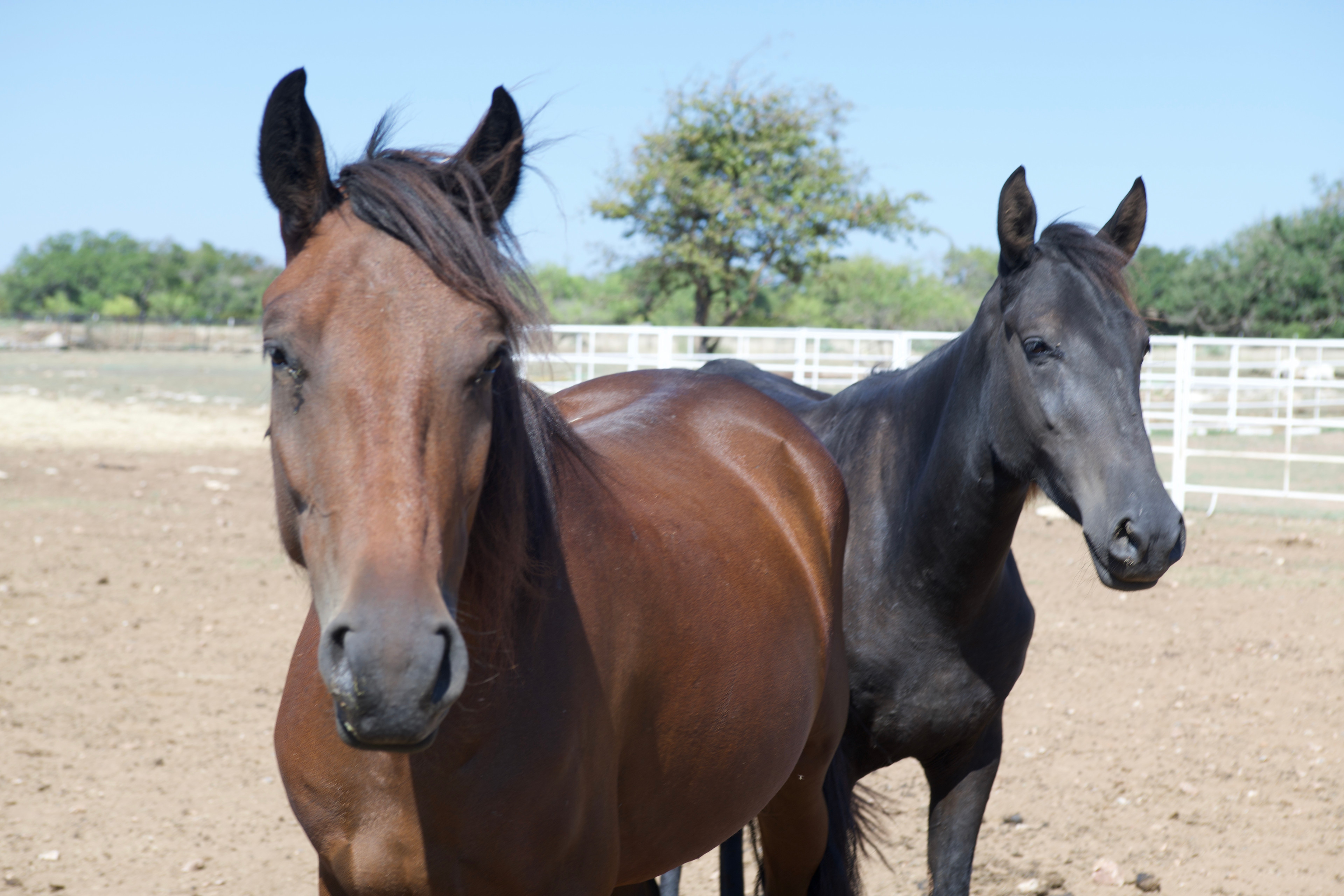 KW Equine Sanctuary and Ranch