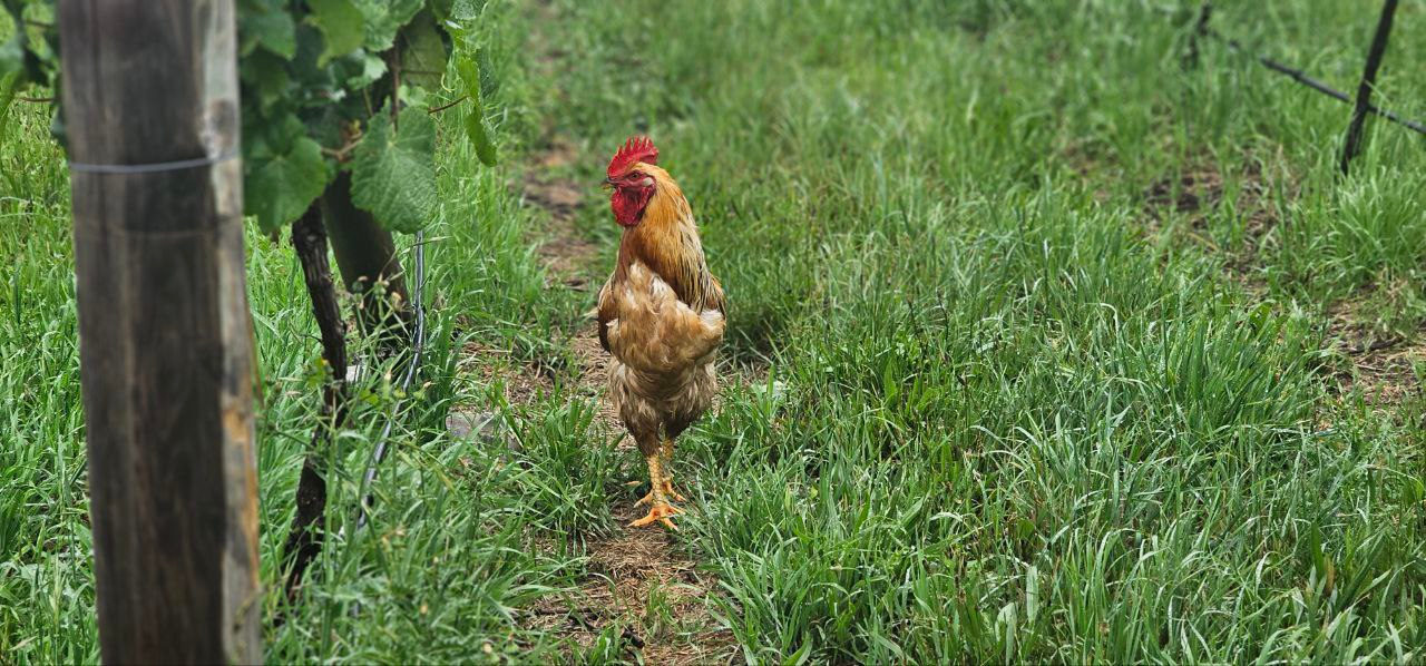 Craigie Knowe Vineyard