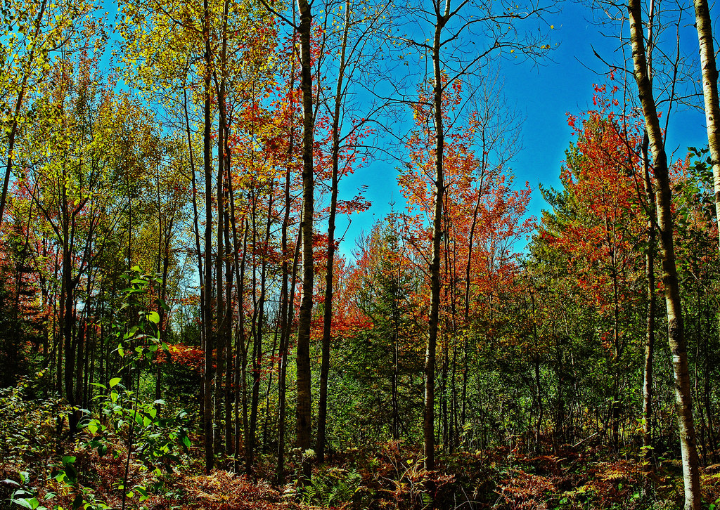 North Country National Scenic Trail
