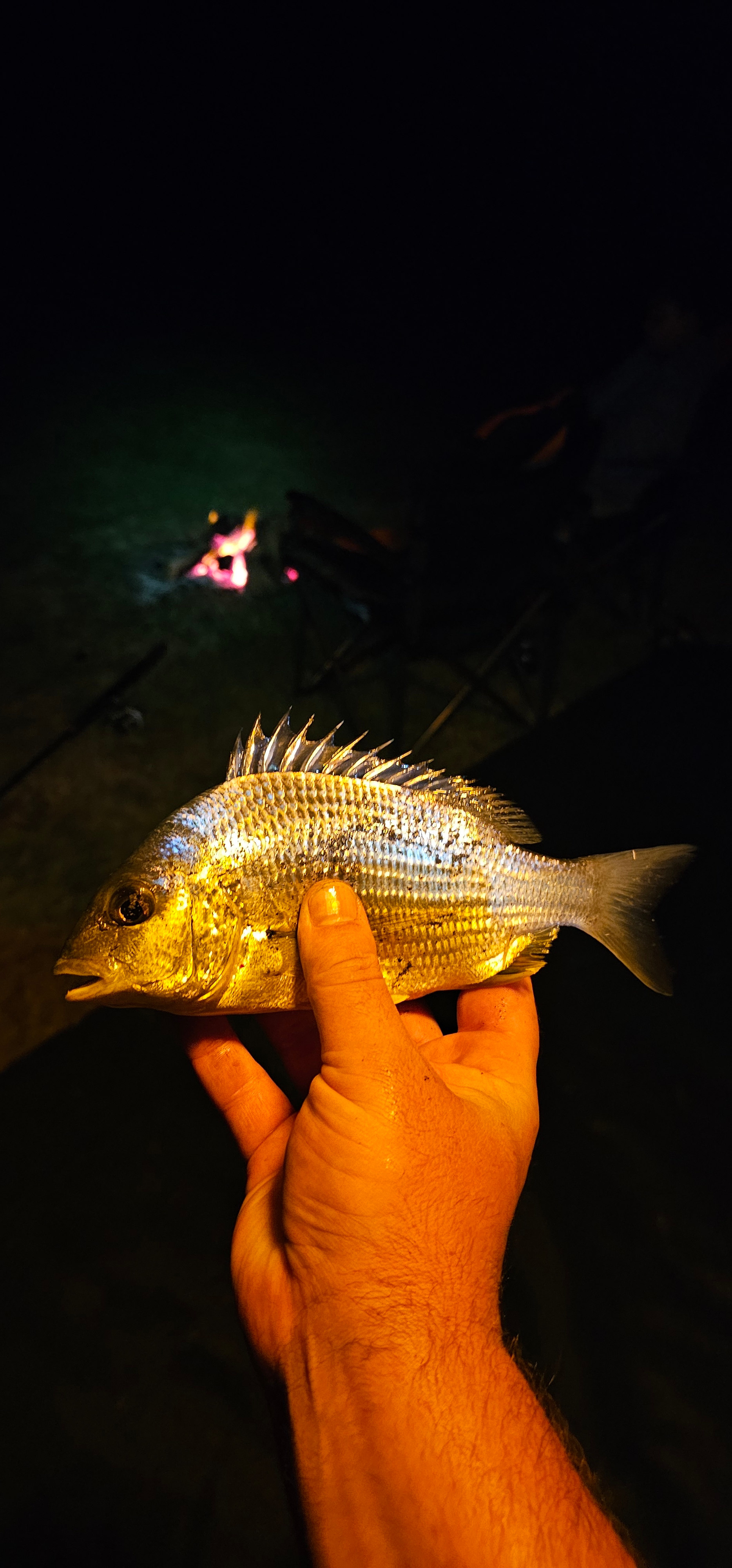 Manning River Waterfront Camping