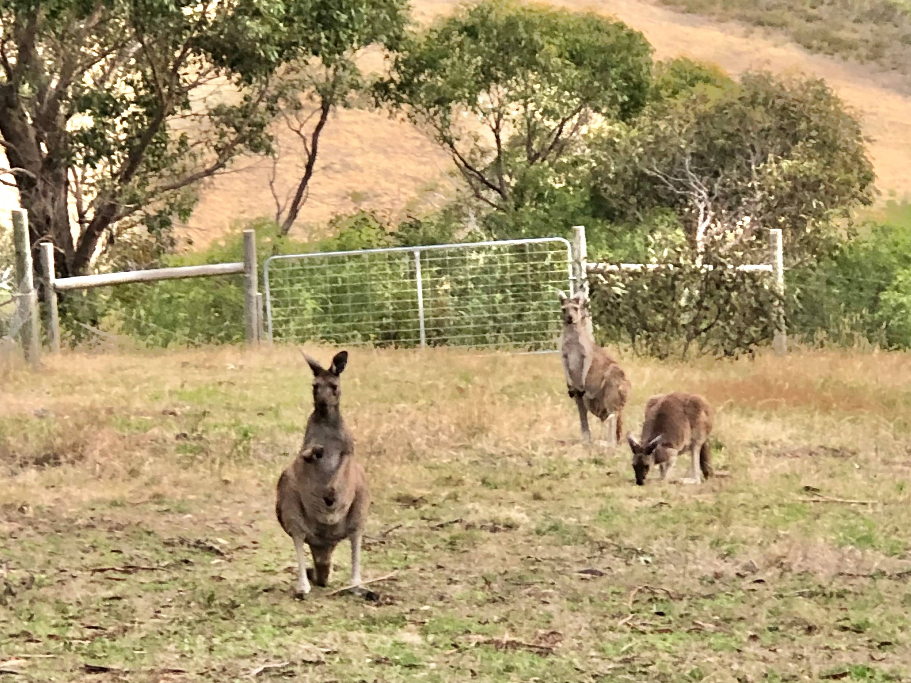 Kangaroos in the back paddock