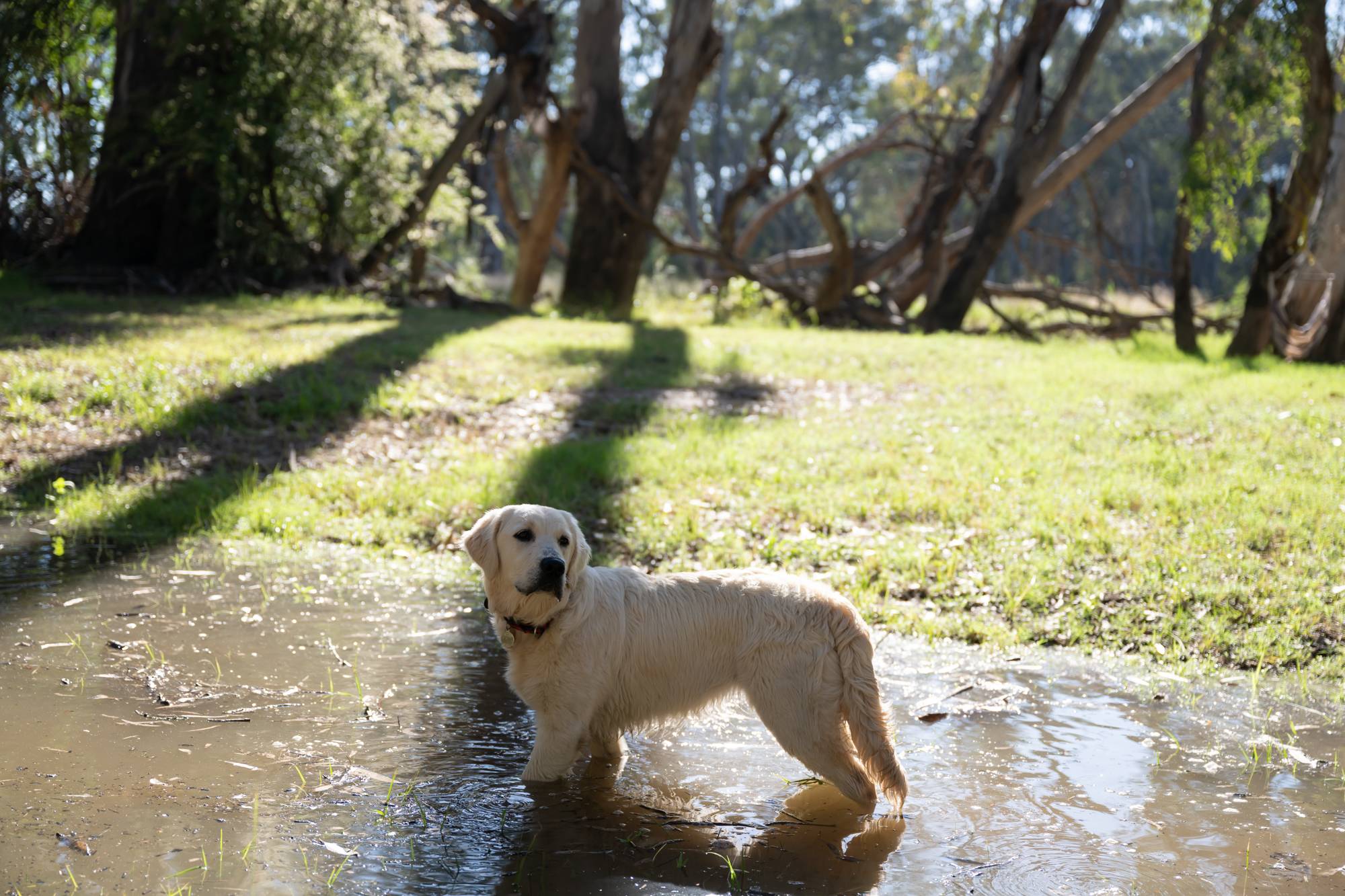 Billabong Flats Farm