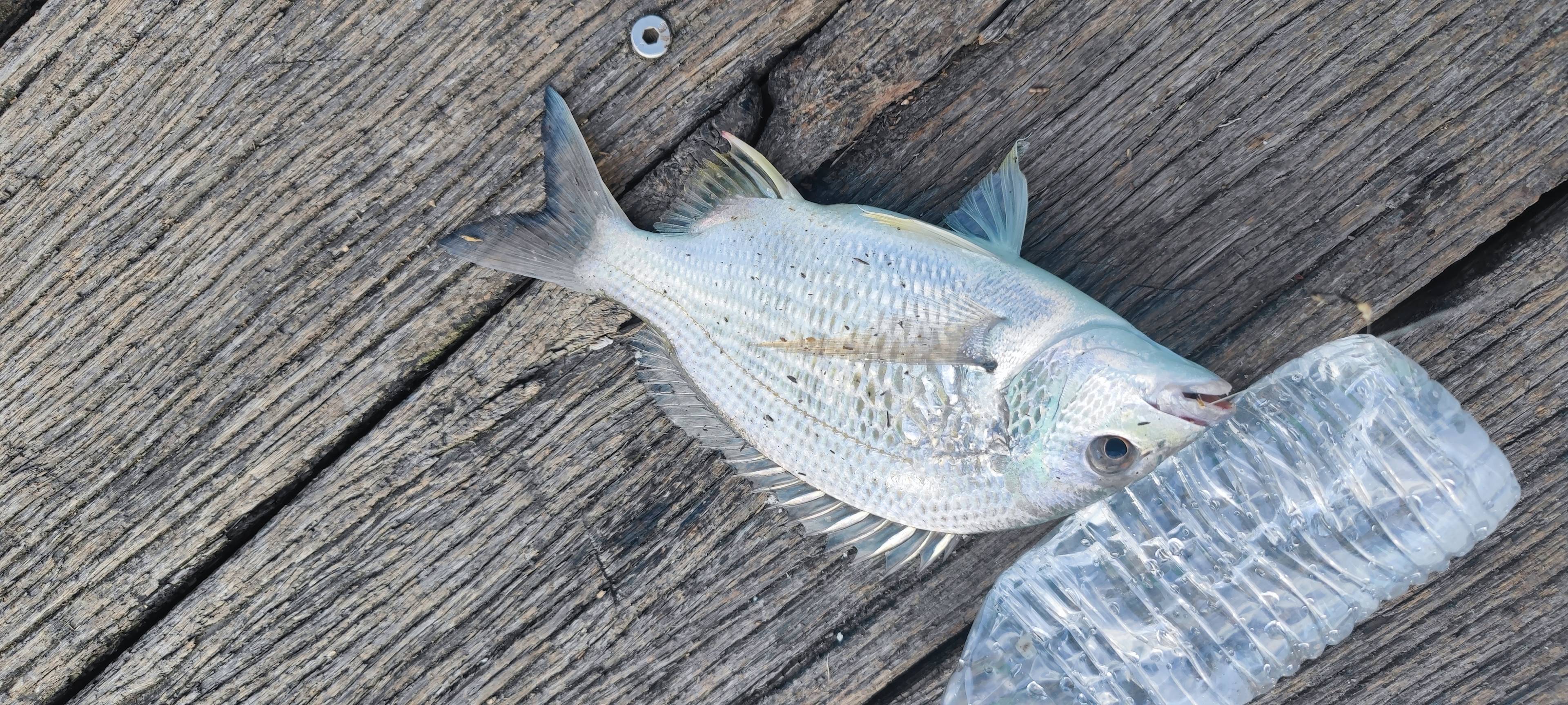 Stoney Park care of Dennis Stone