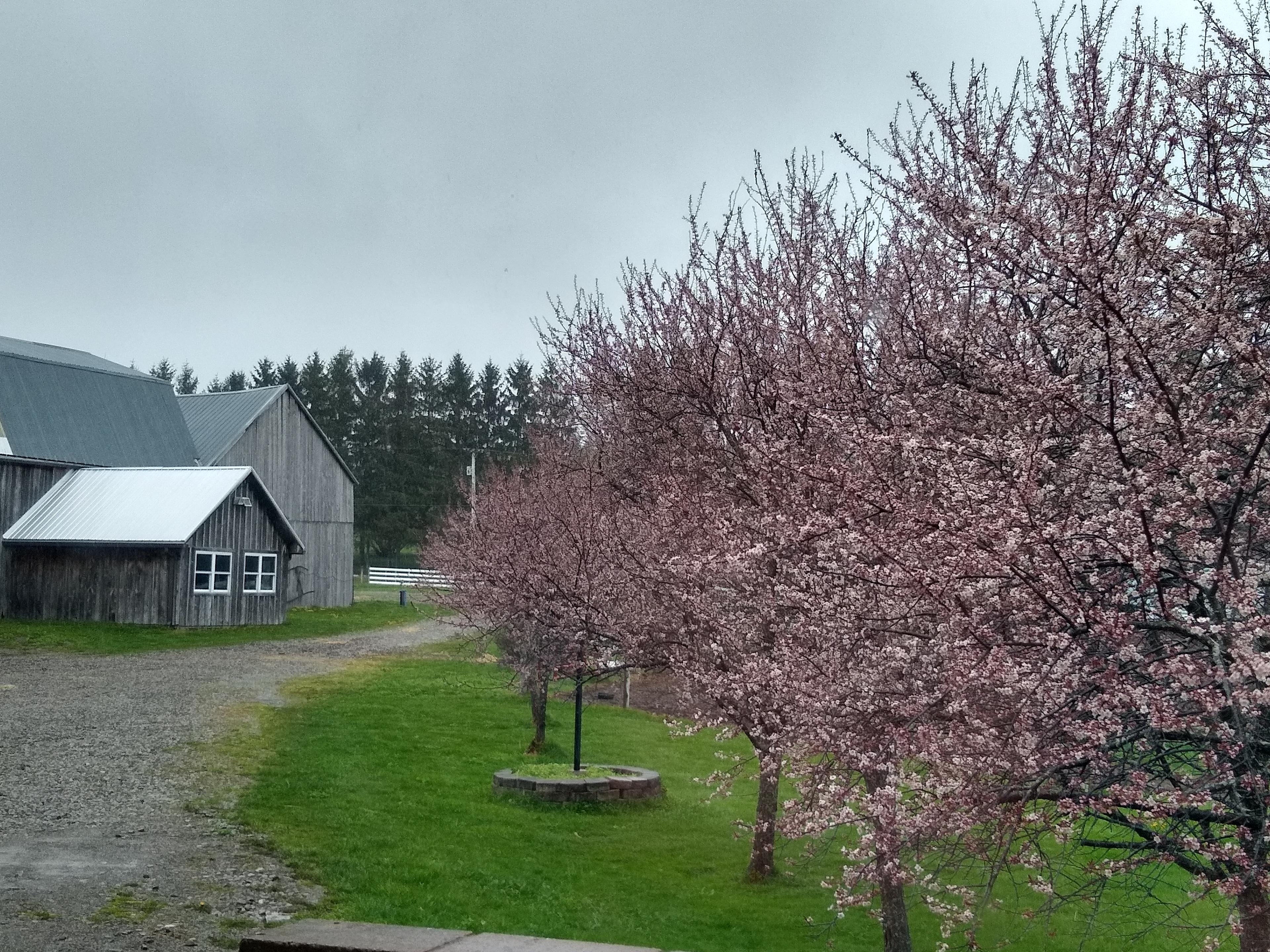 Plum trees