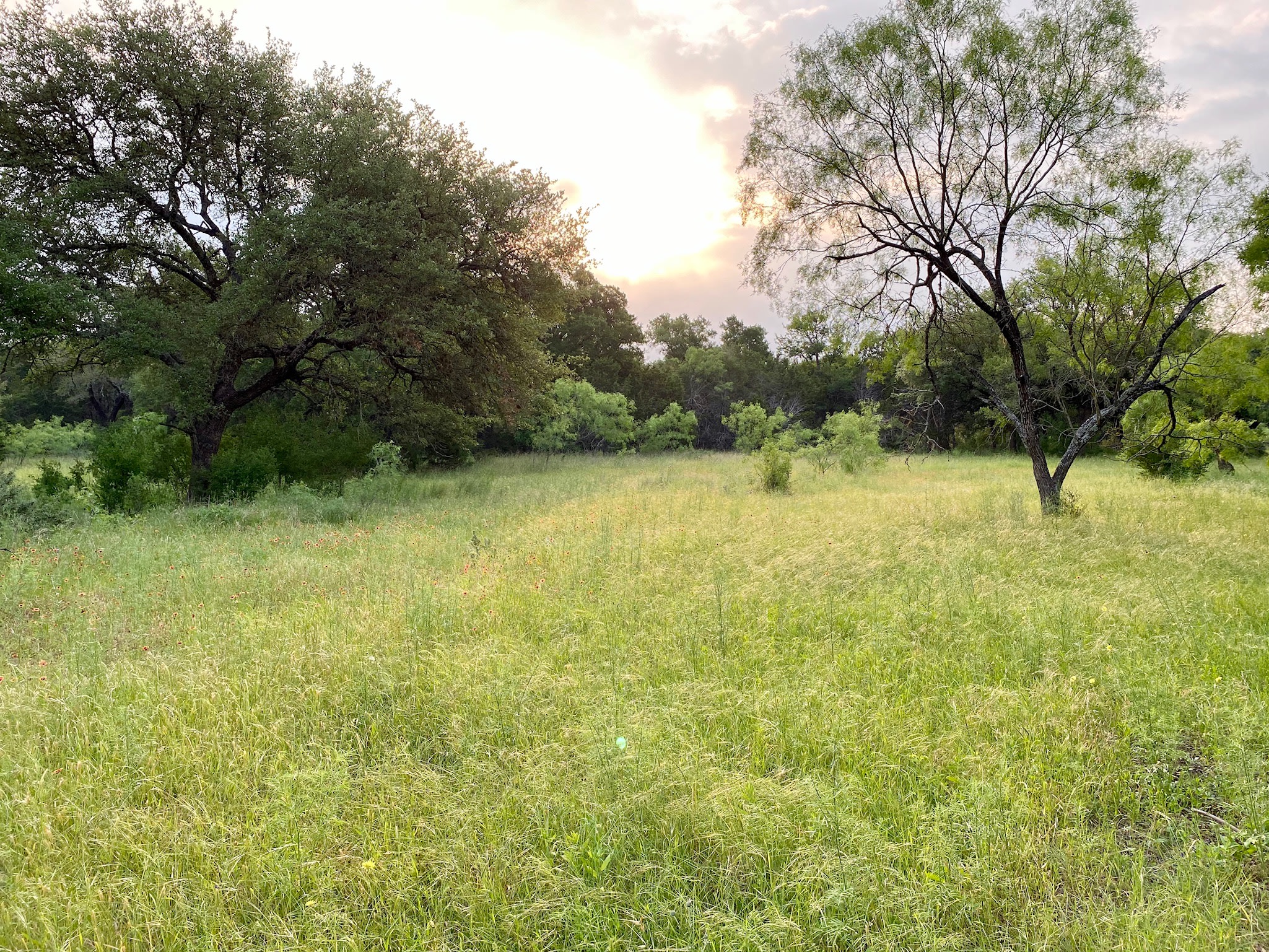 Hamilton Pool Vineyards & Farms