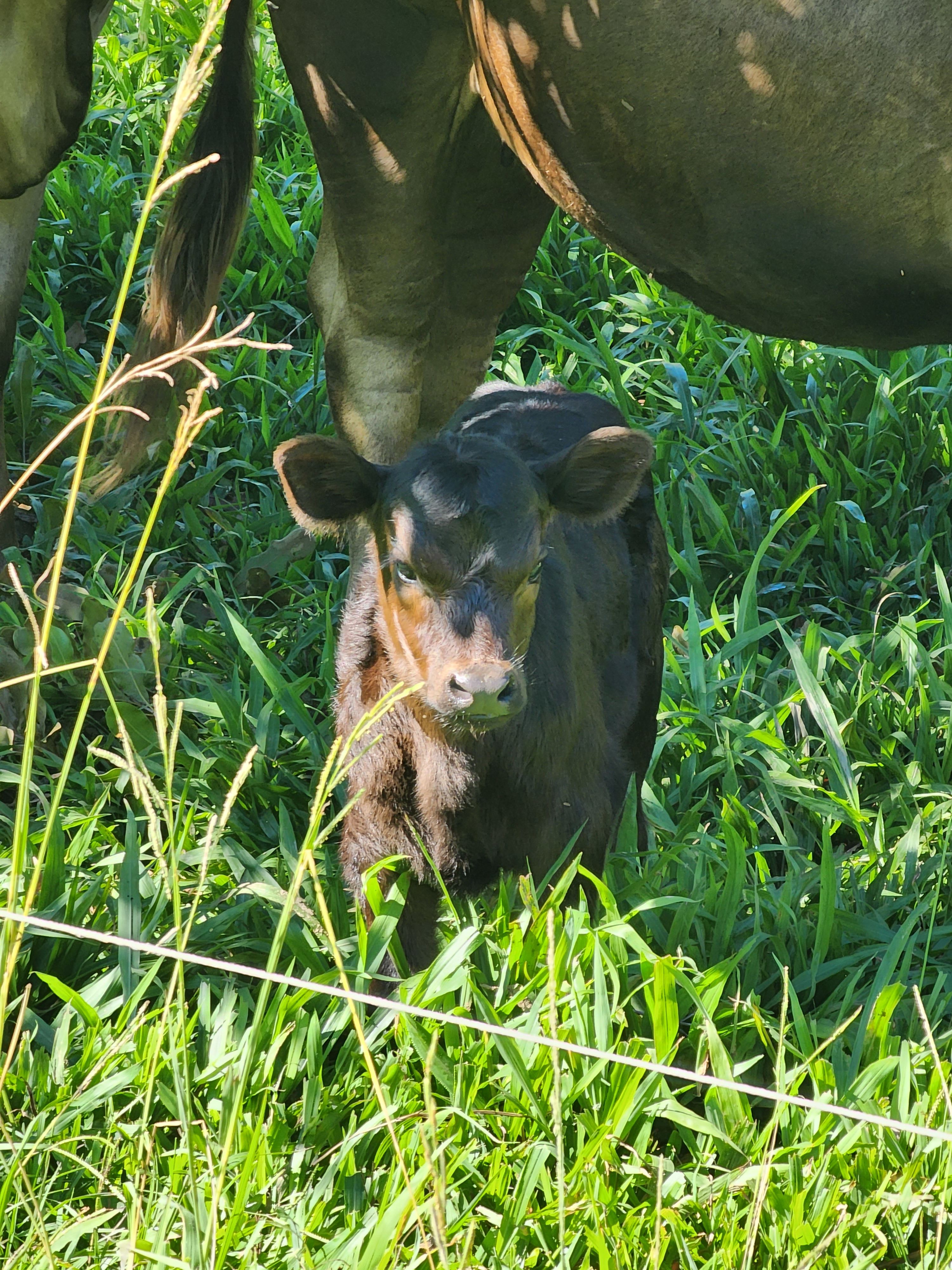 Greentree Valley Farm