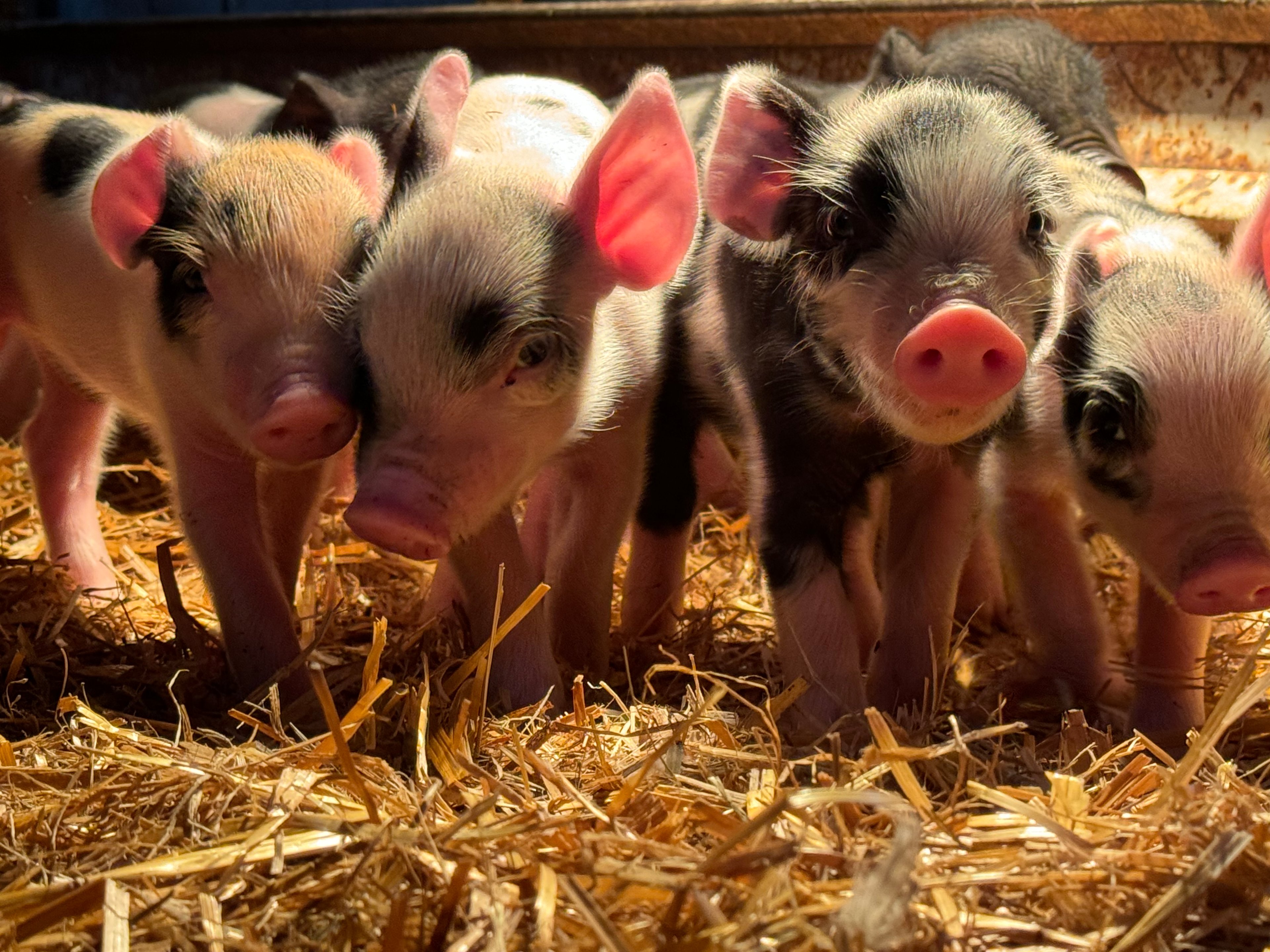 Wonnenberg Livestock