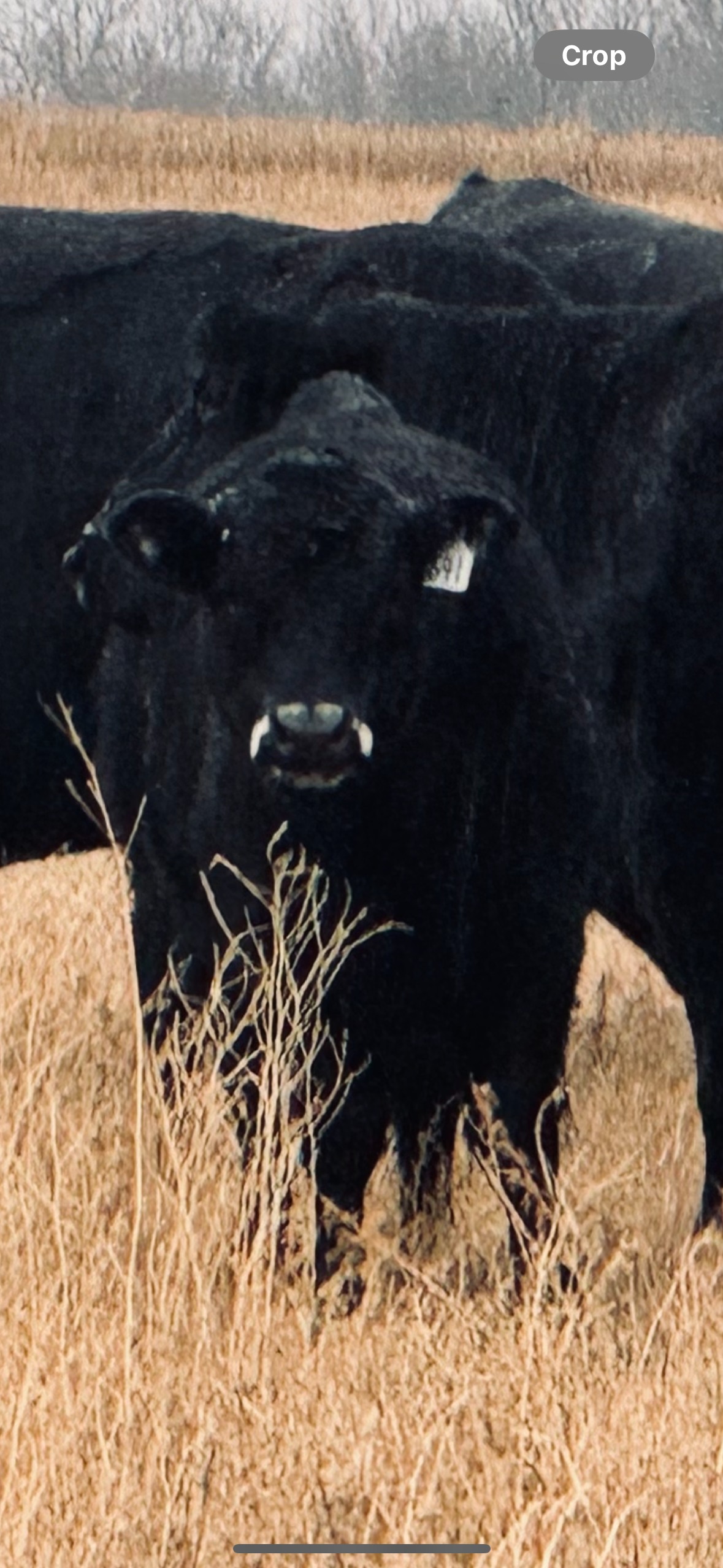 Wonnenberg Livestock