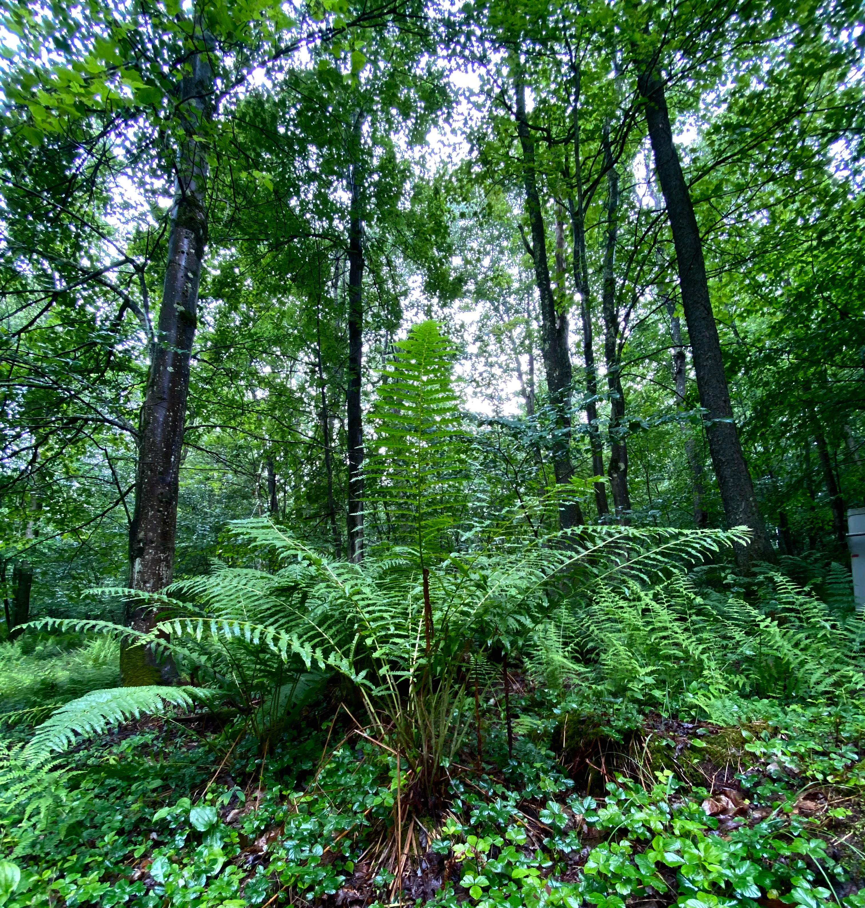 All Ferns Most of the Time 
