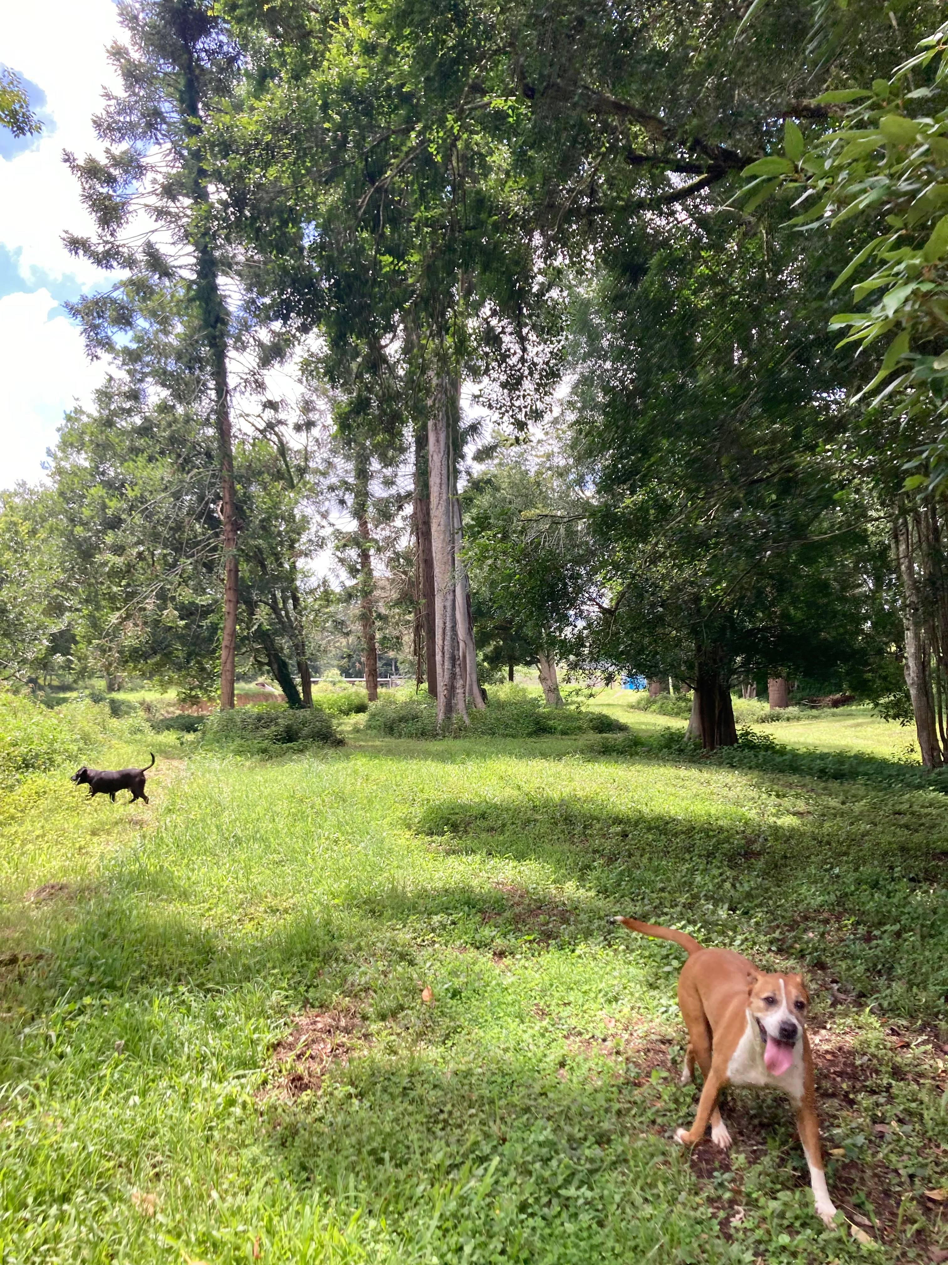 GreyGum At Beattie Creek