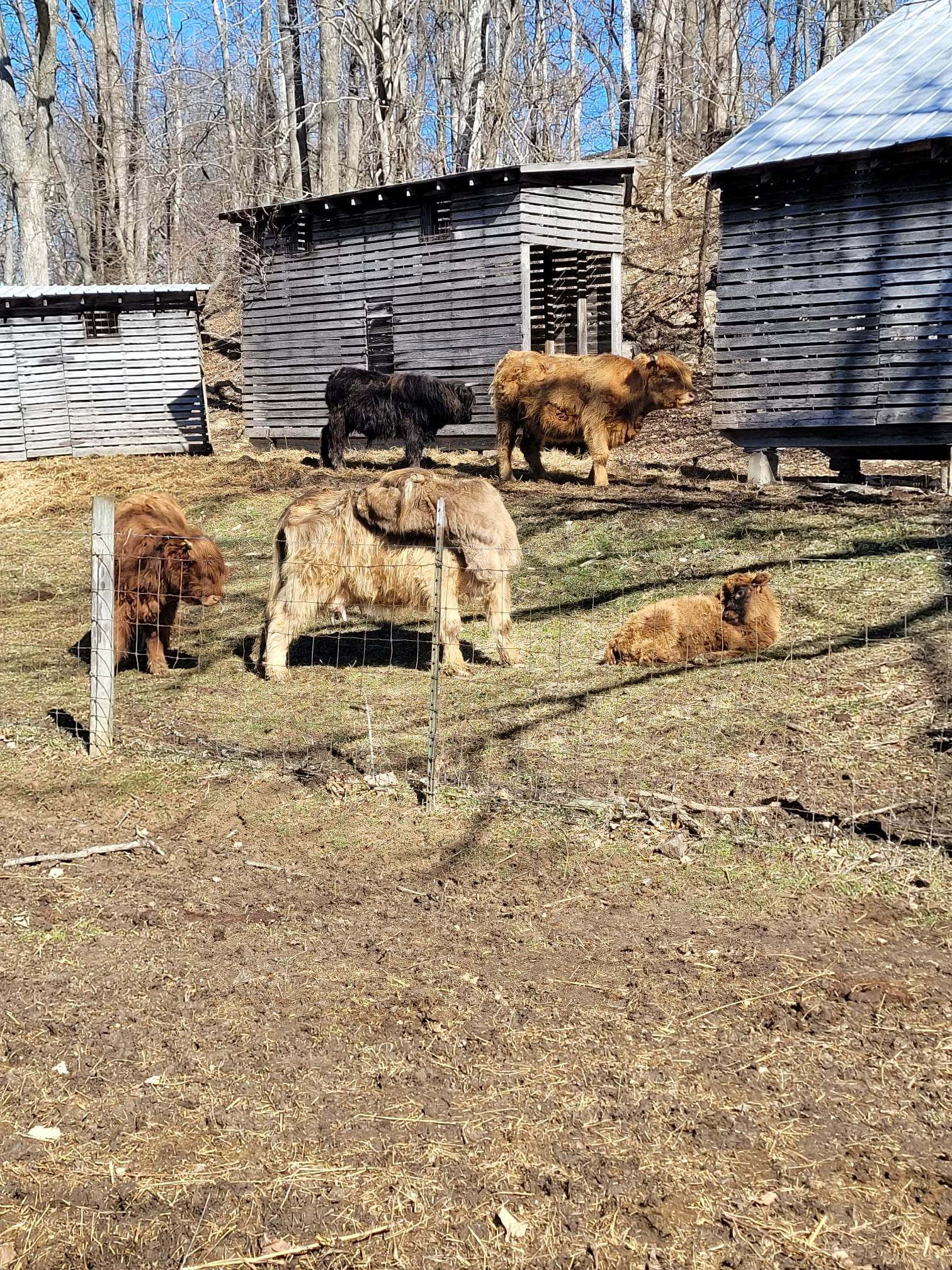 Celtic Glen Farm Stay