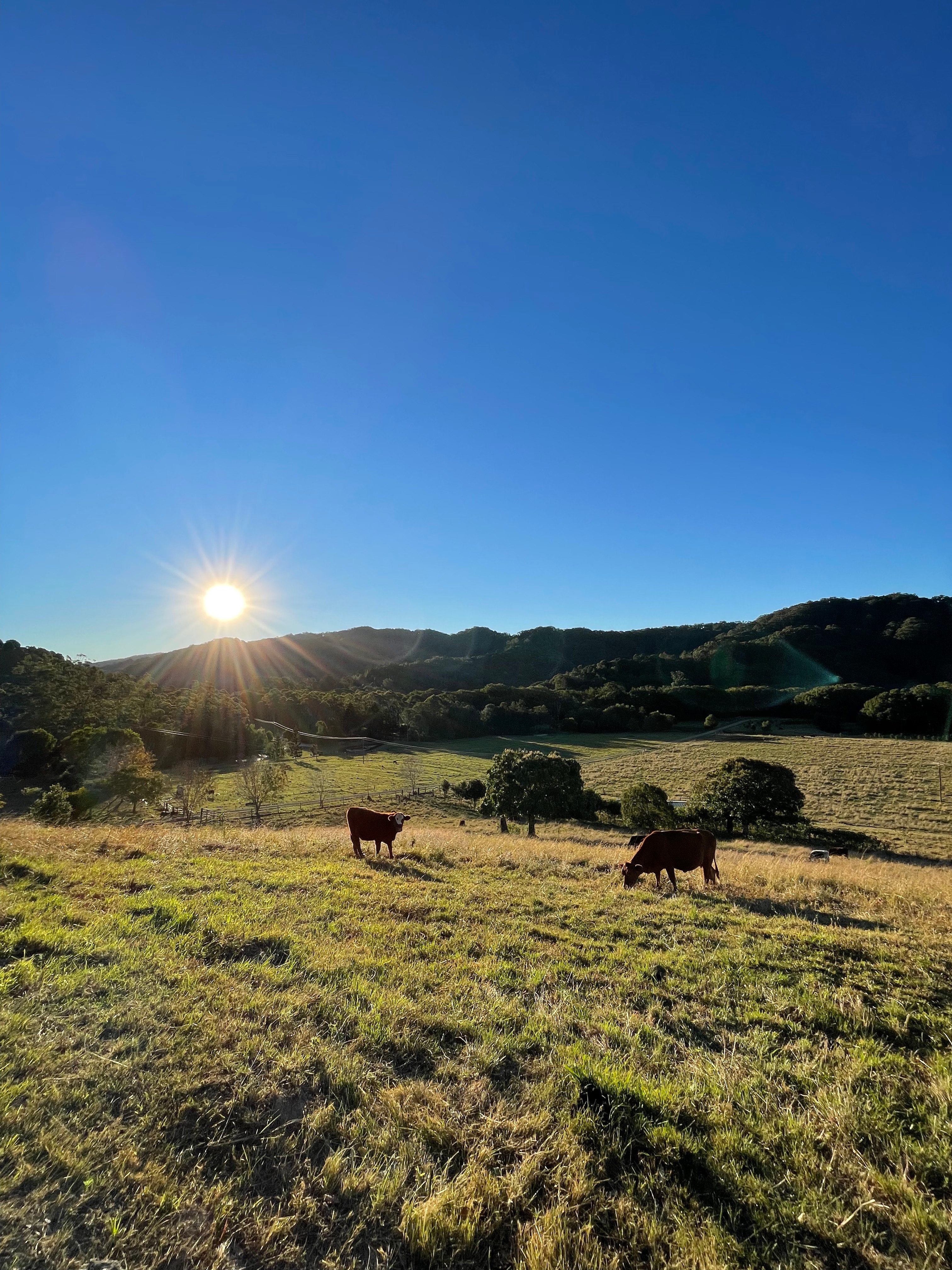 Paradise in The Pocket