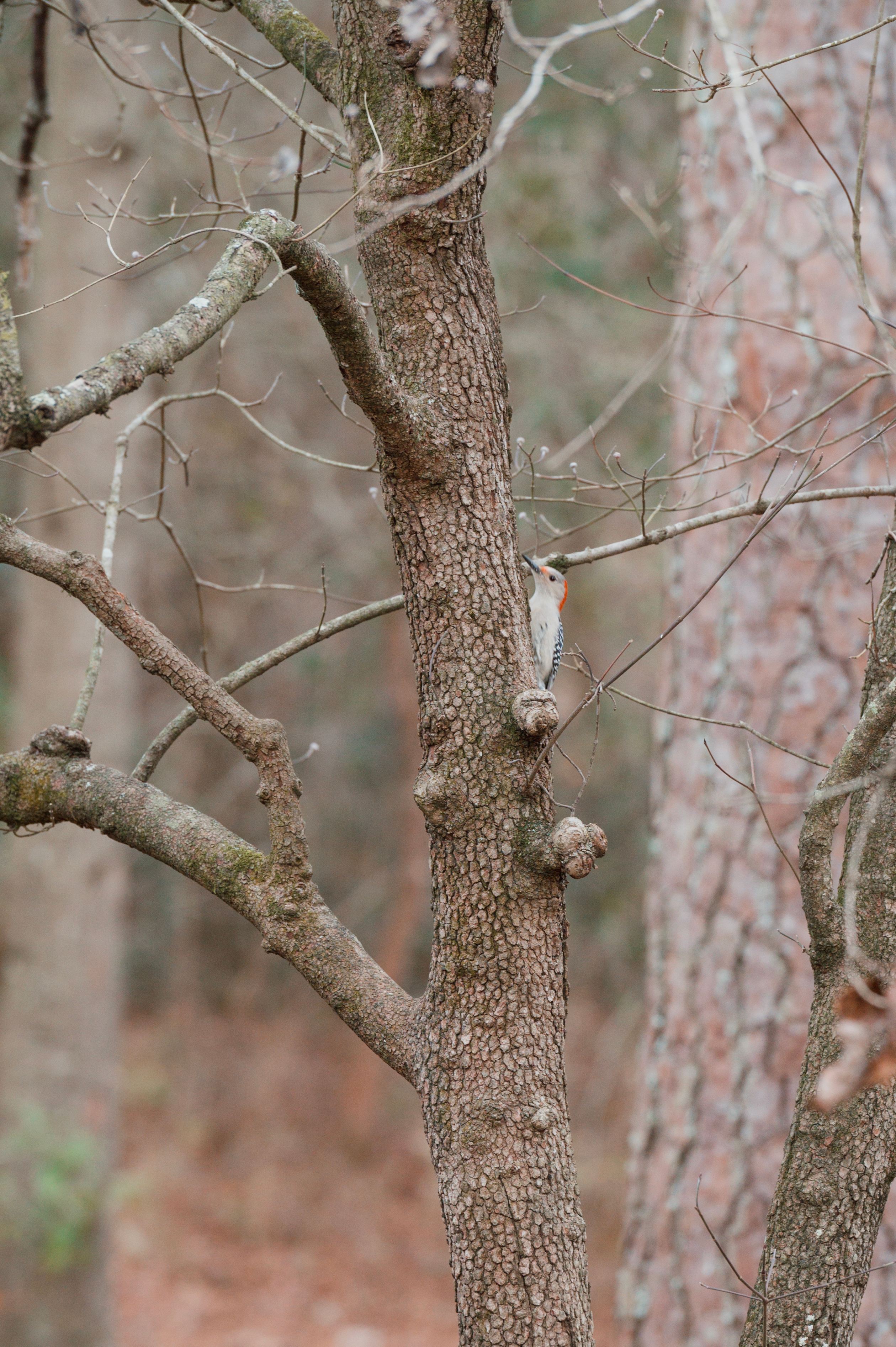 Woodpecker right off the porch, also 25+ other birds seen in the span of an hour.