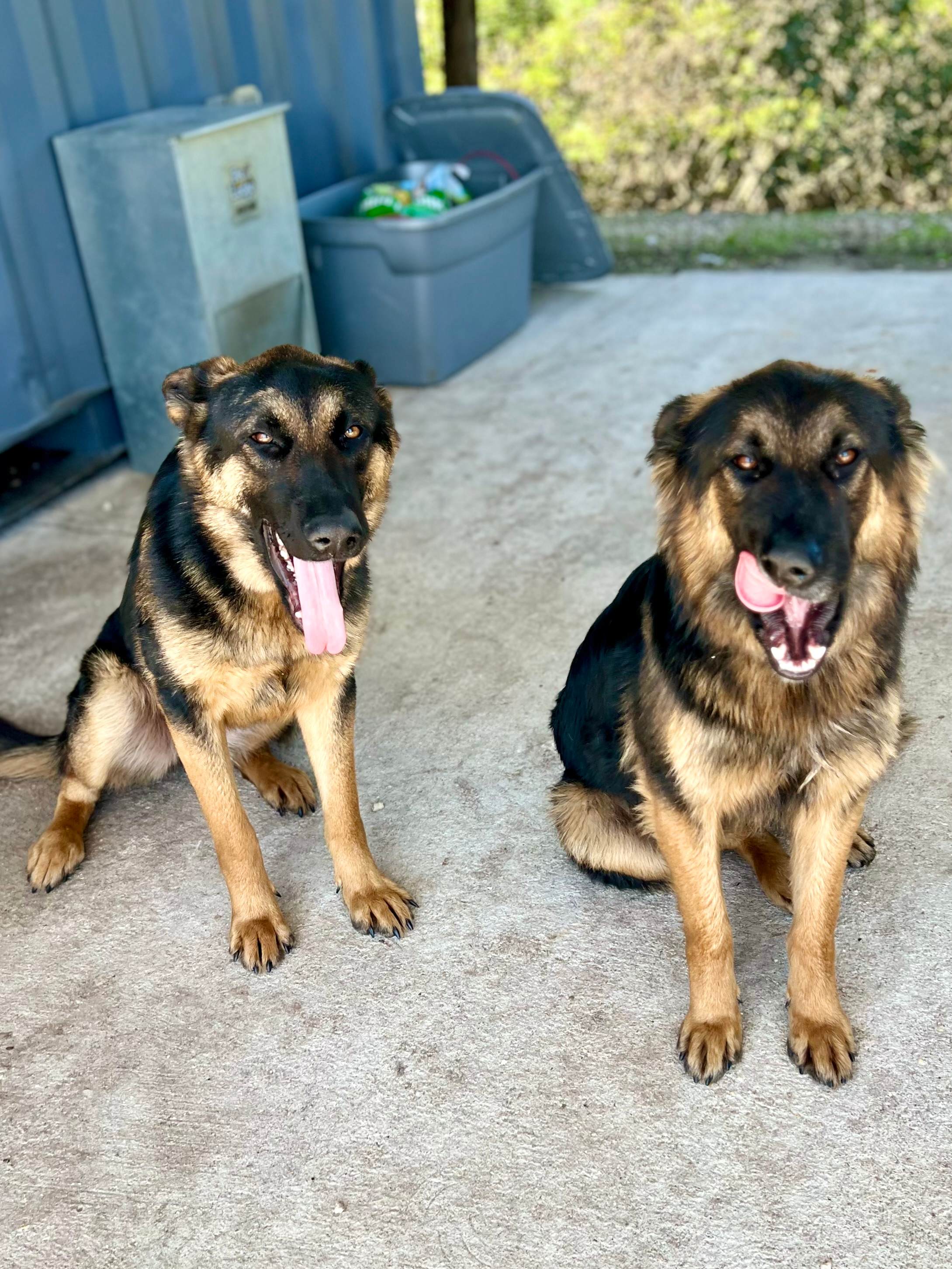 Muffin on left and Brave, our ranch dogs born on Jan/2023.