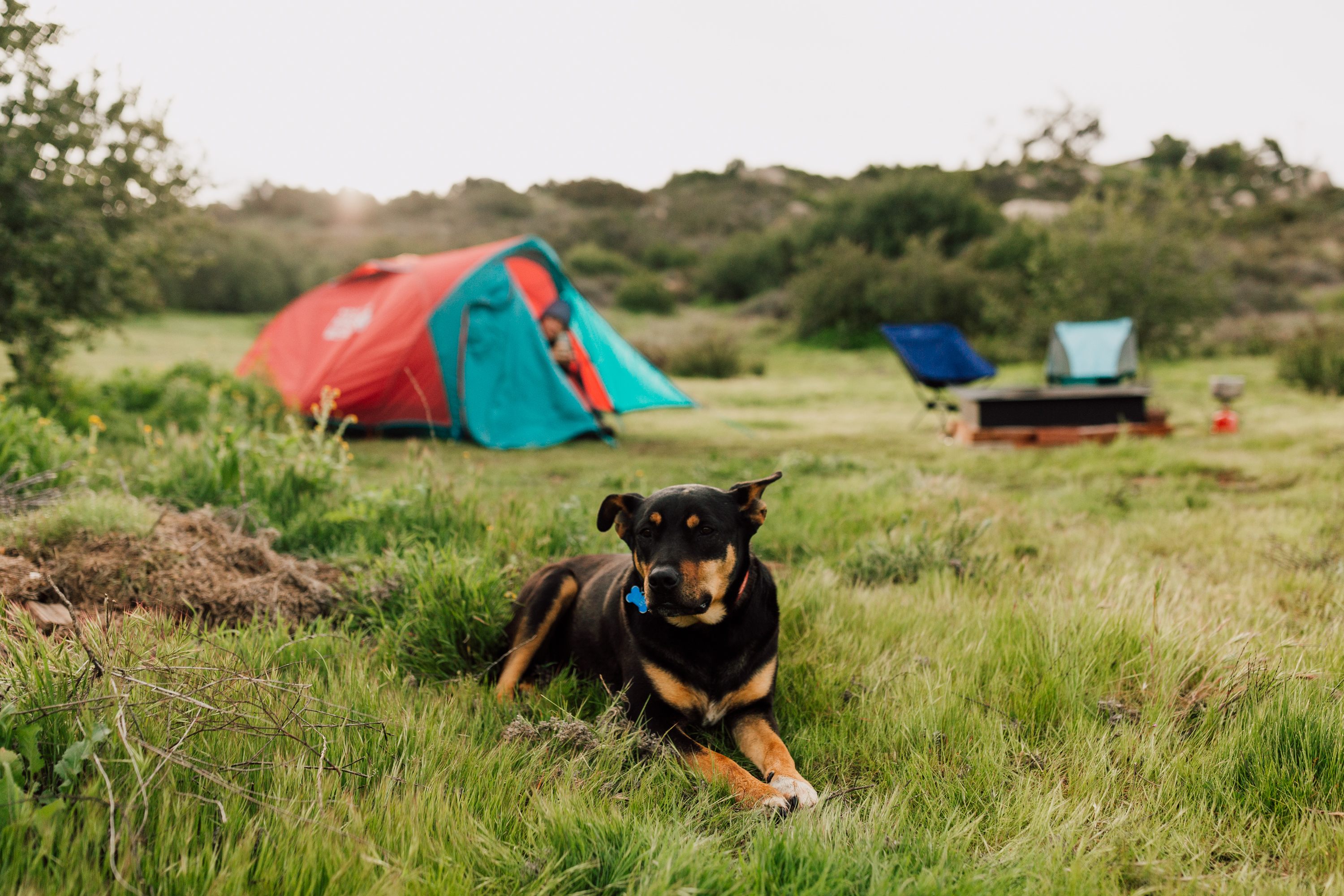 Mookie, our loyal pup. I tend toward timidity with dogs, and found this sweet boy to be plenty sweet and gentle.