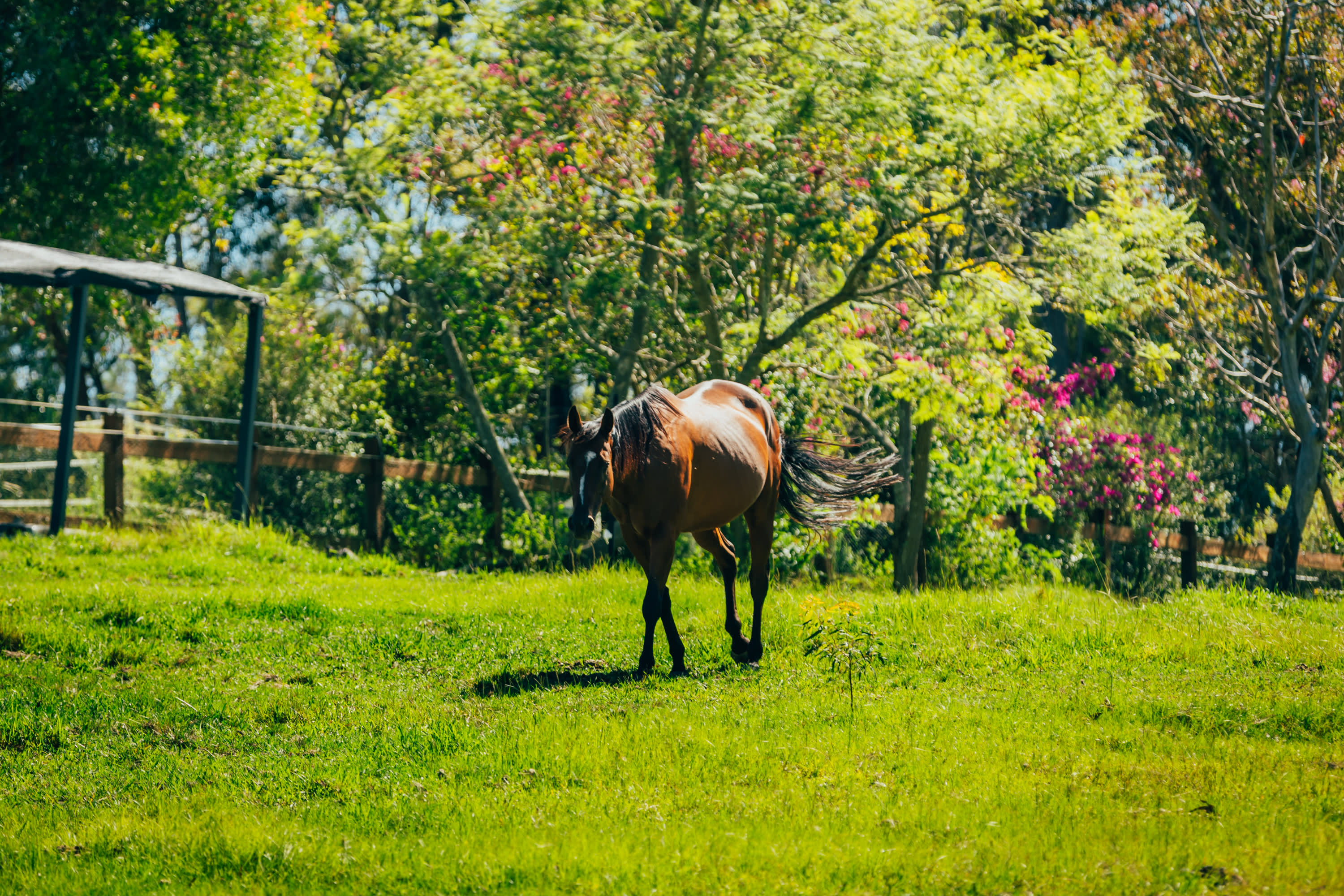 One of the horses on the farm