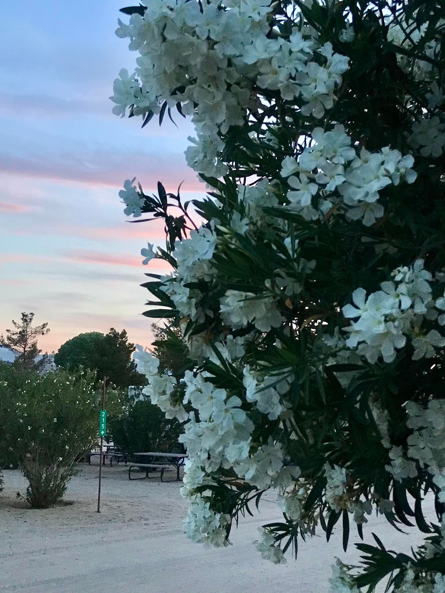 Joshua Tree Lake RV & Campground