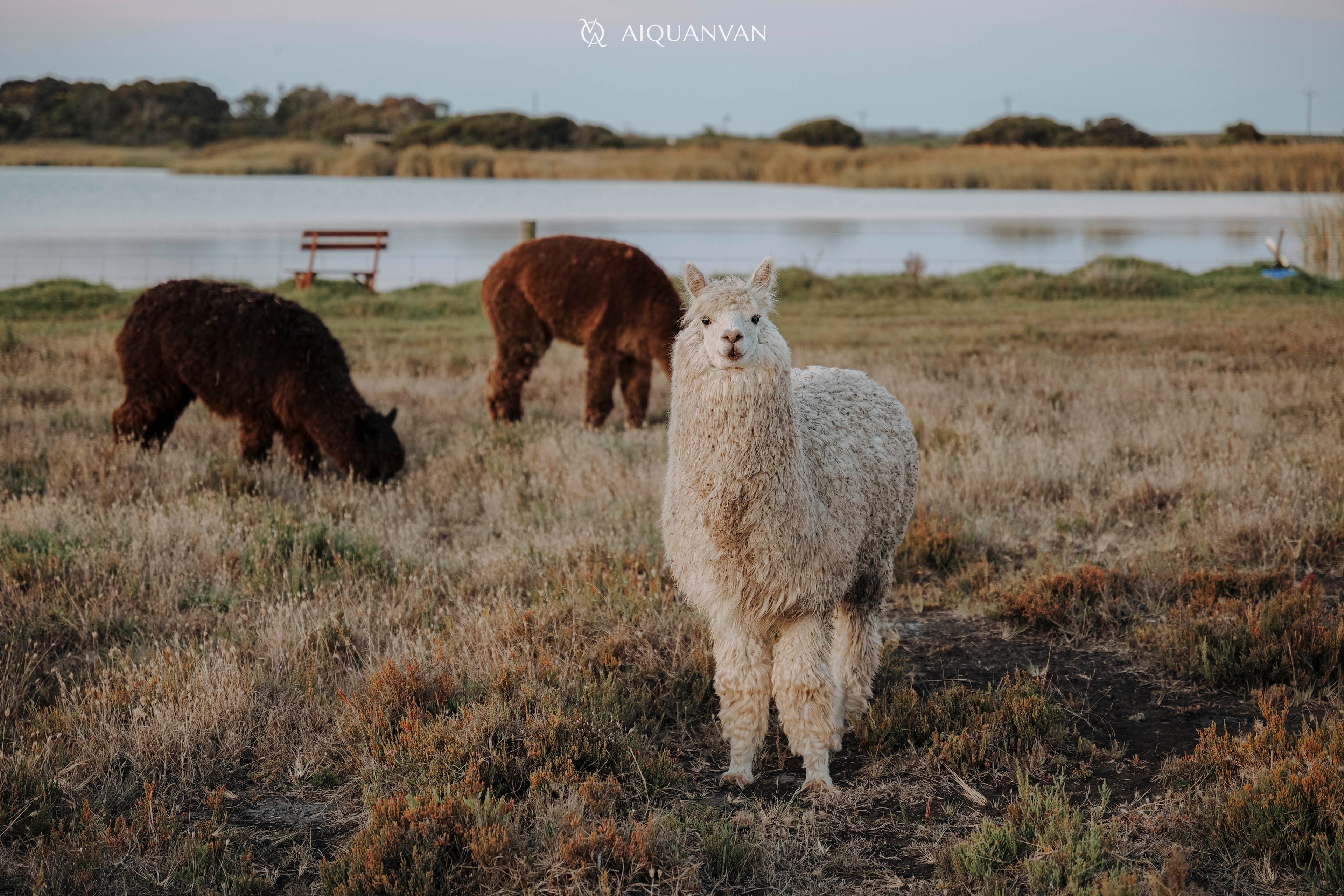 Coorong Island Retreat