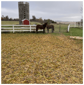 Downhome Country Farm