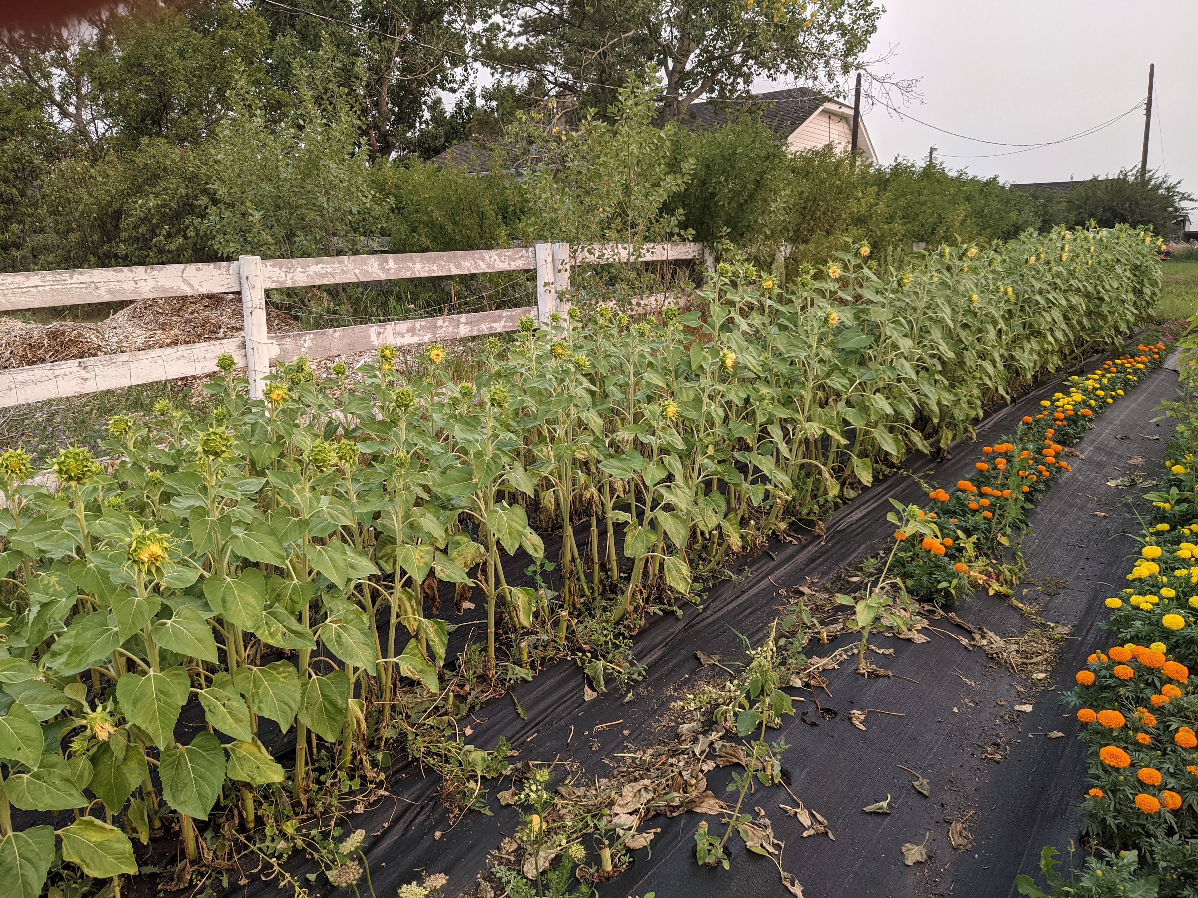 Marigold Farm Cabin