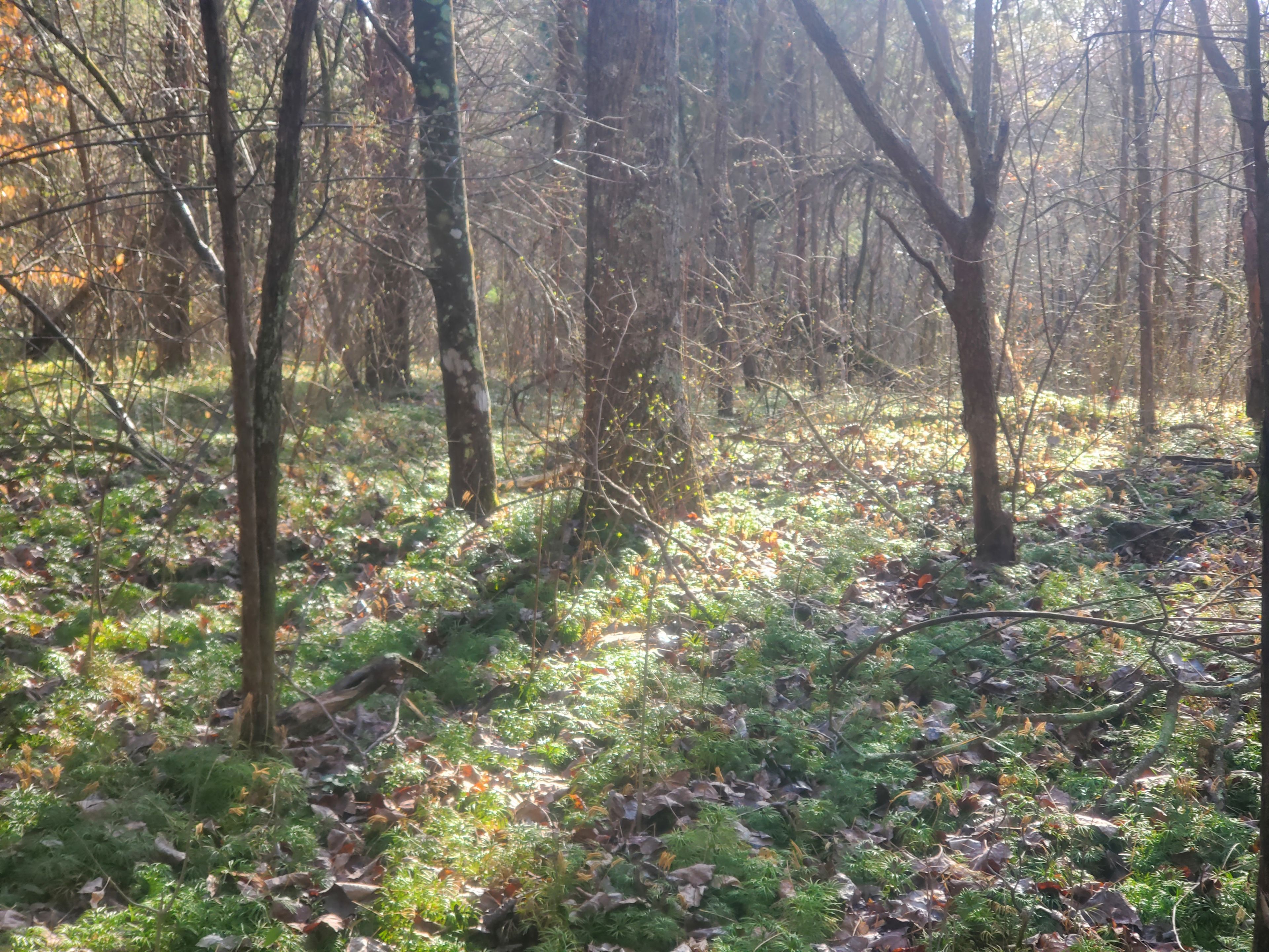 whispering moonbeam acres