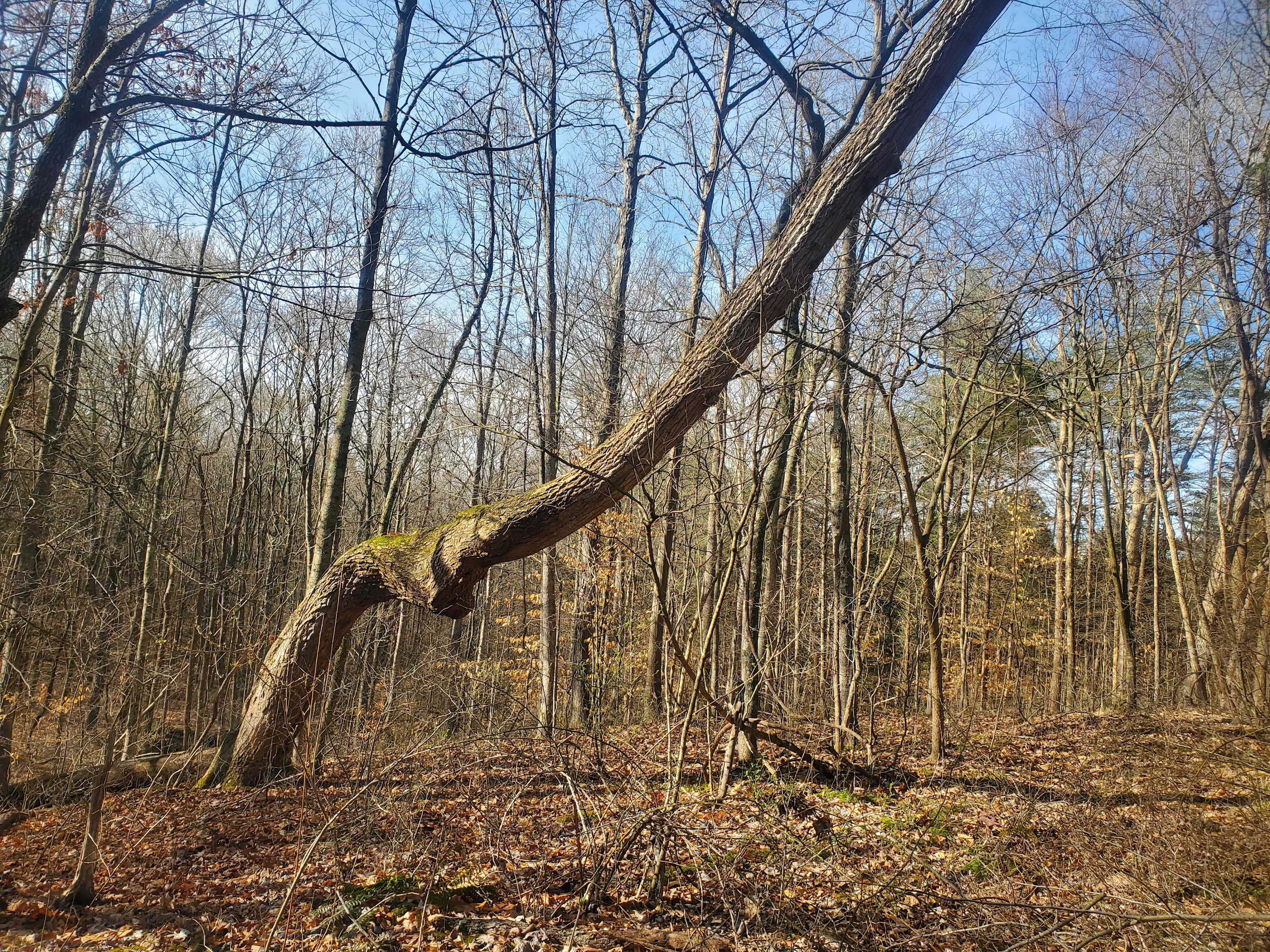 whispering moonbeam acres