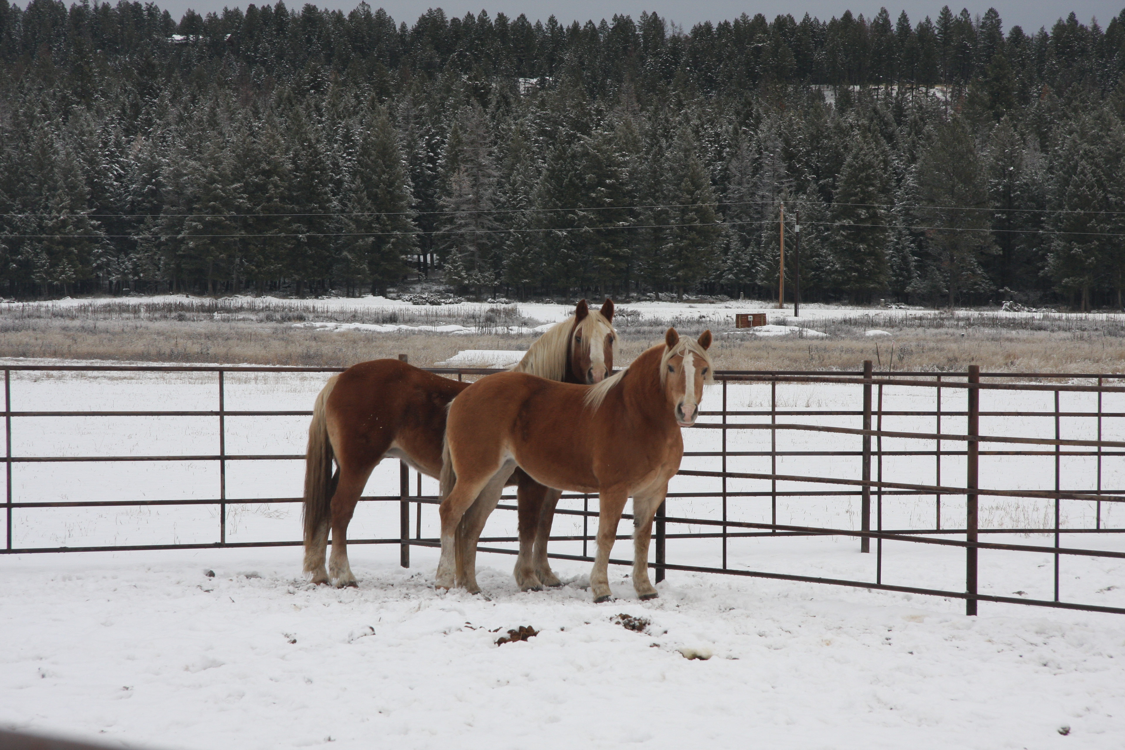 Whitefish Farms RV Sites