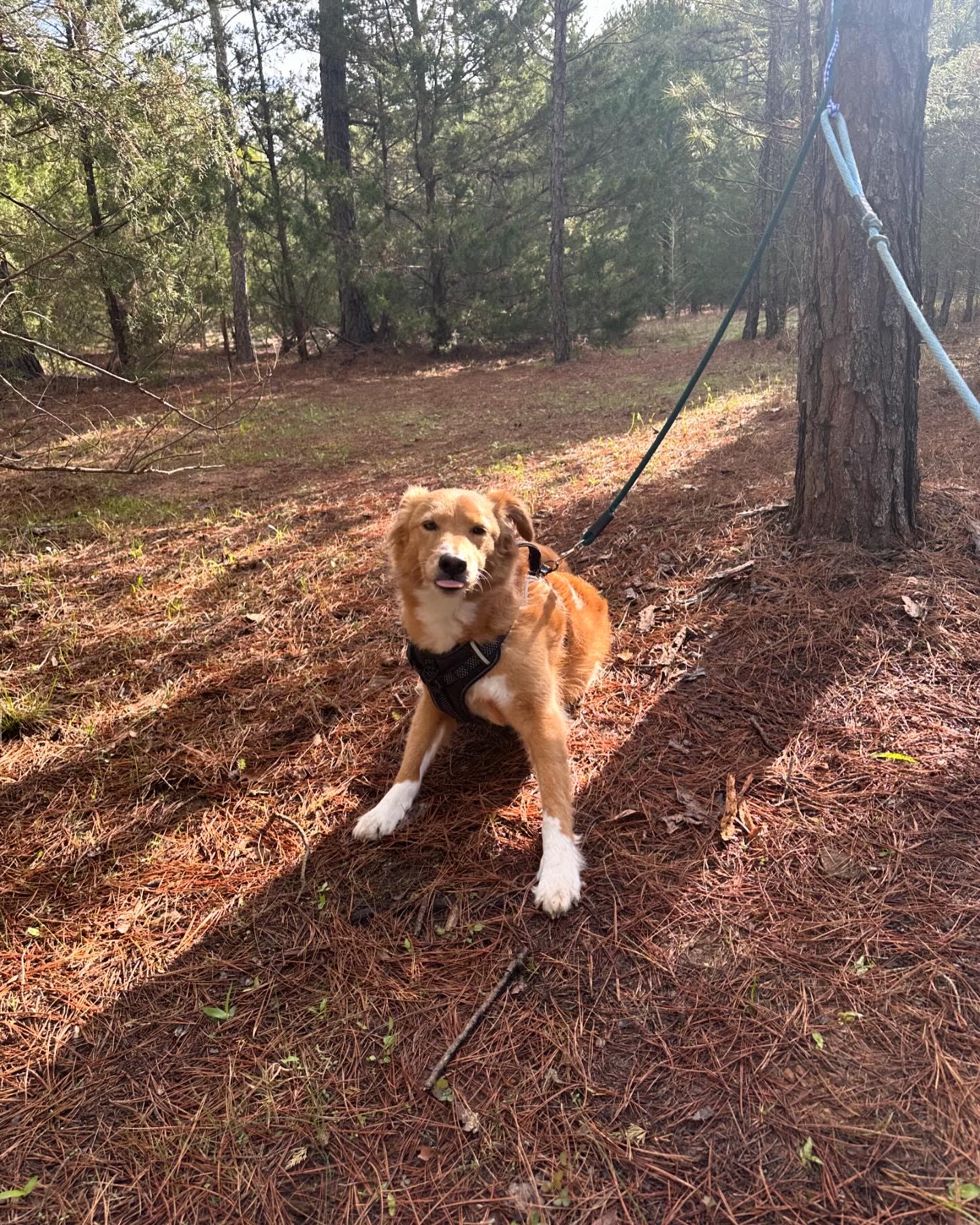 BlackBerryPines Disc & Camp