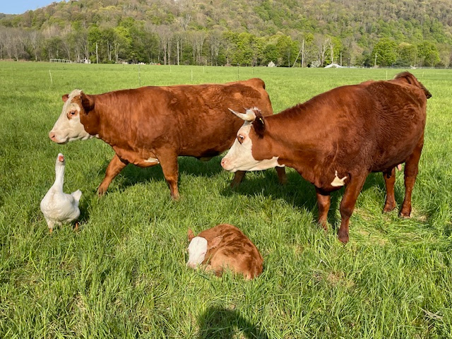 River Rock Farm