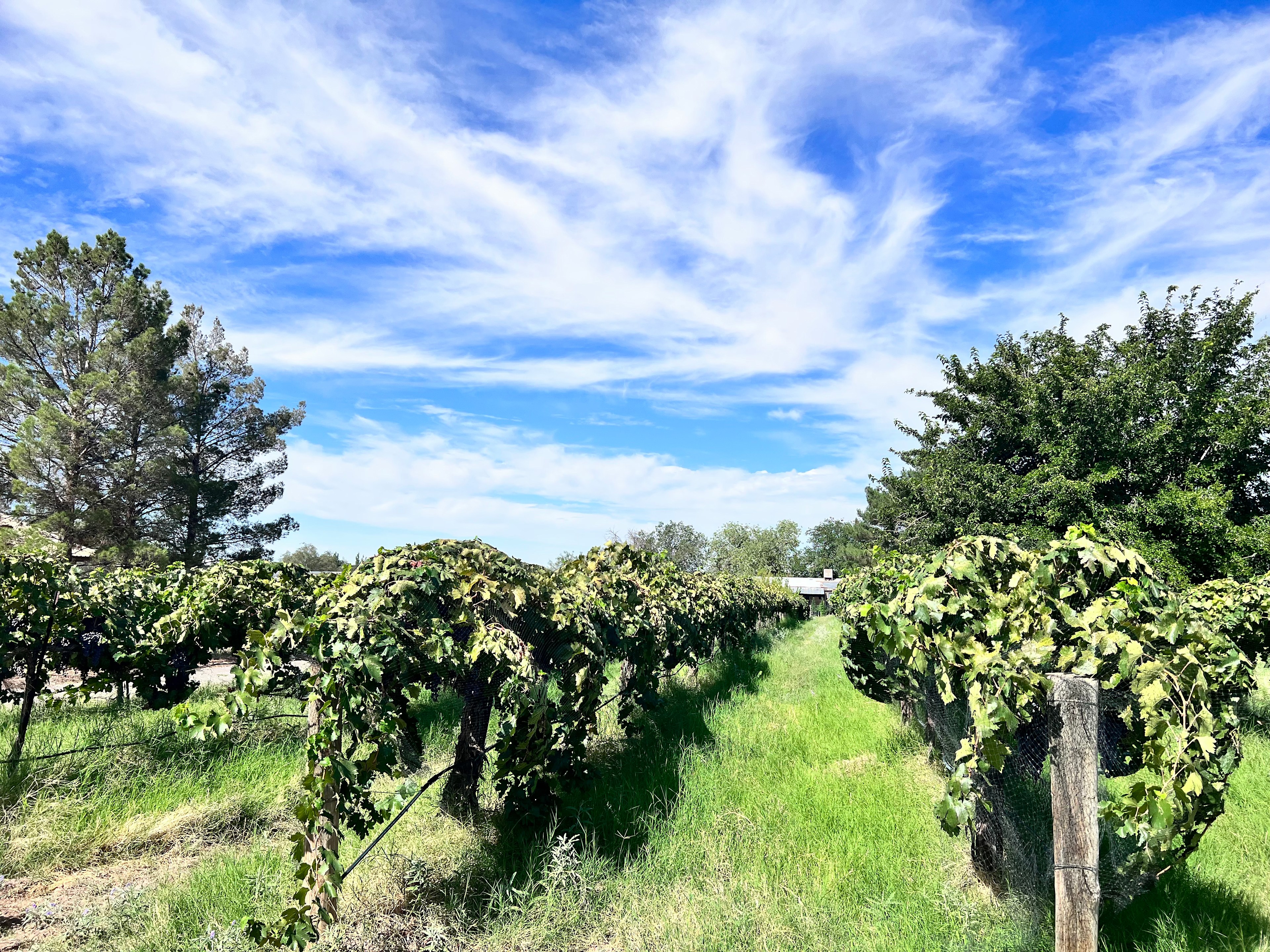 Tularosa Vineyards & Winery