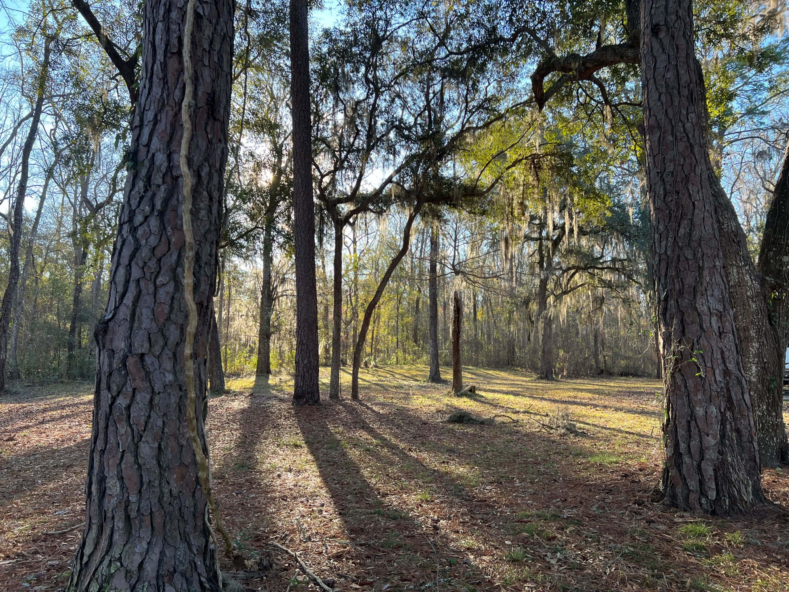 Spacious Skies Savannah Oaks Campground