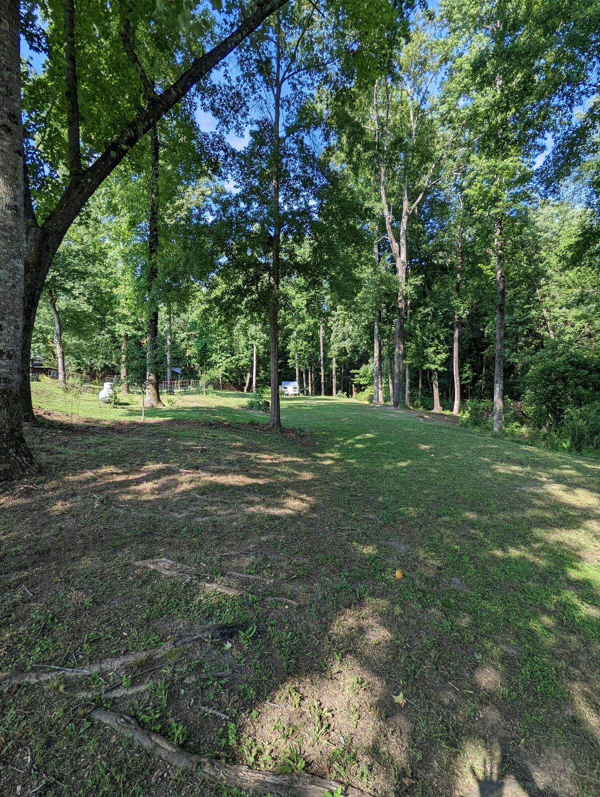 Little Woodland Paradise