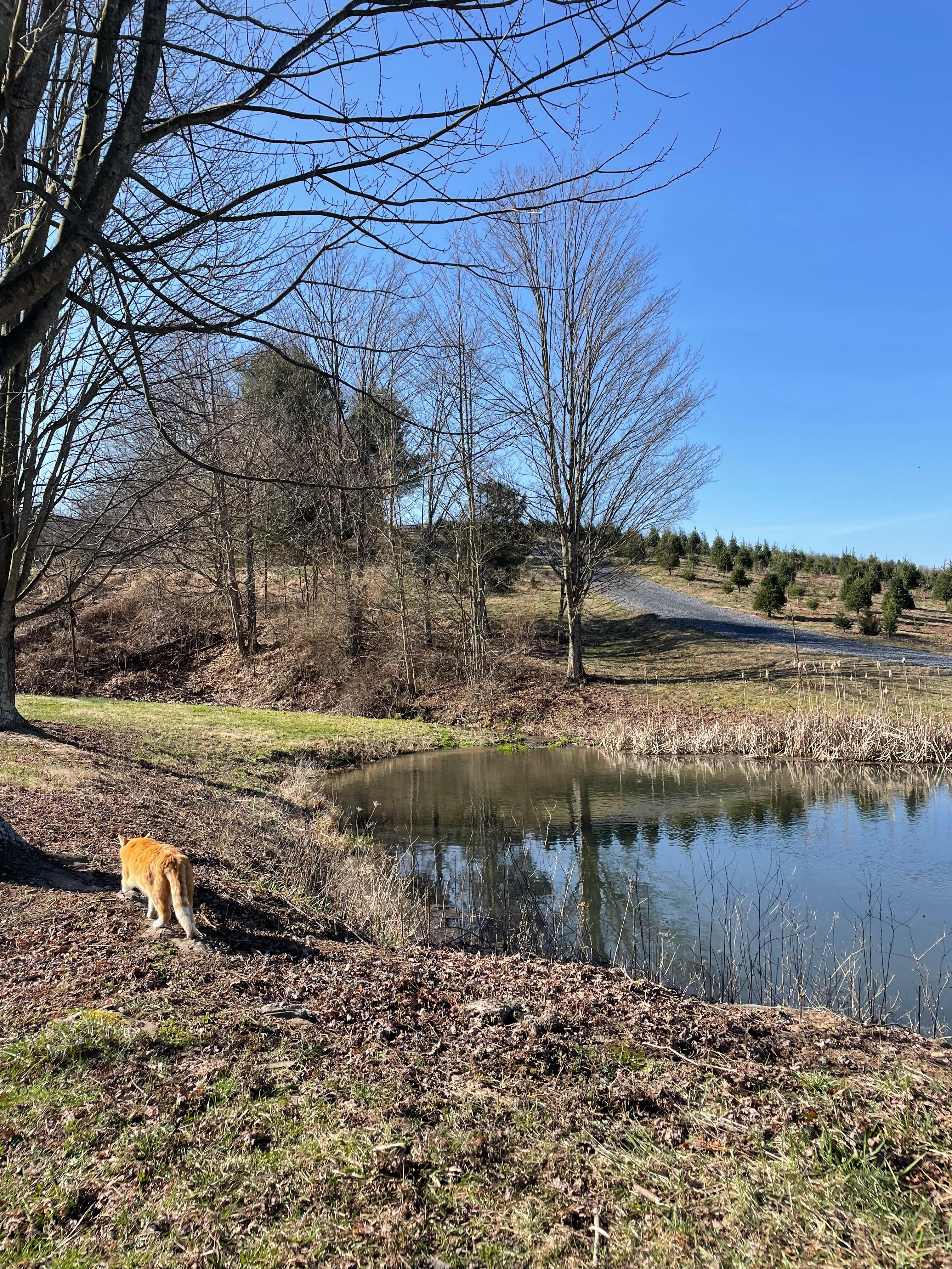 Tuckaway Tree Farm