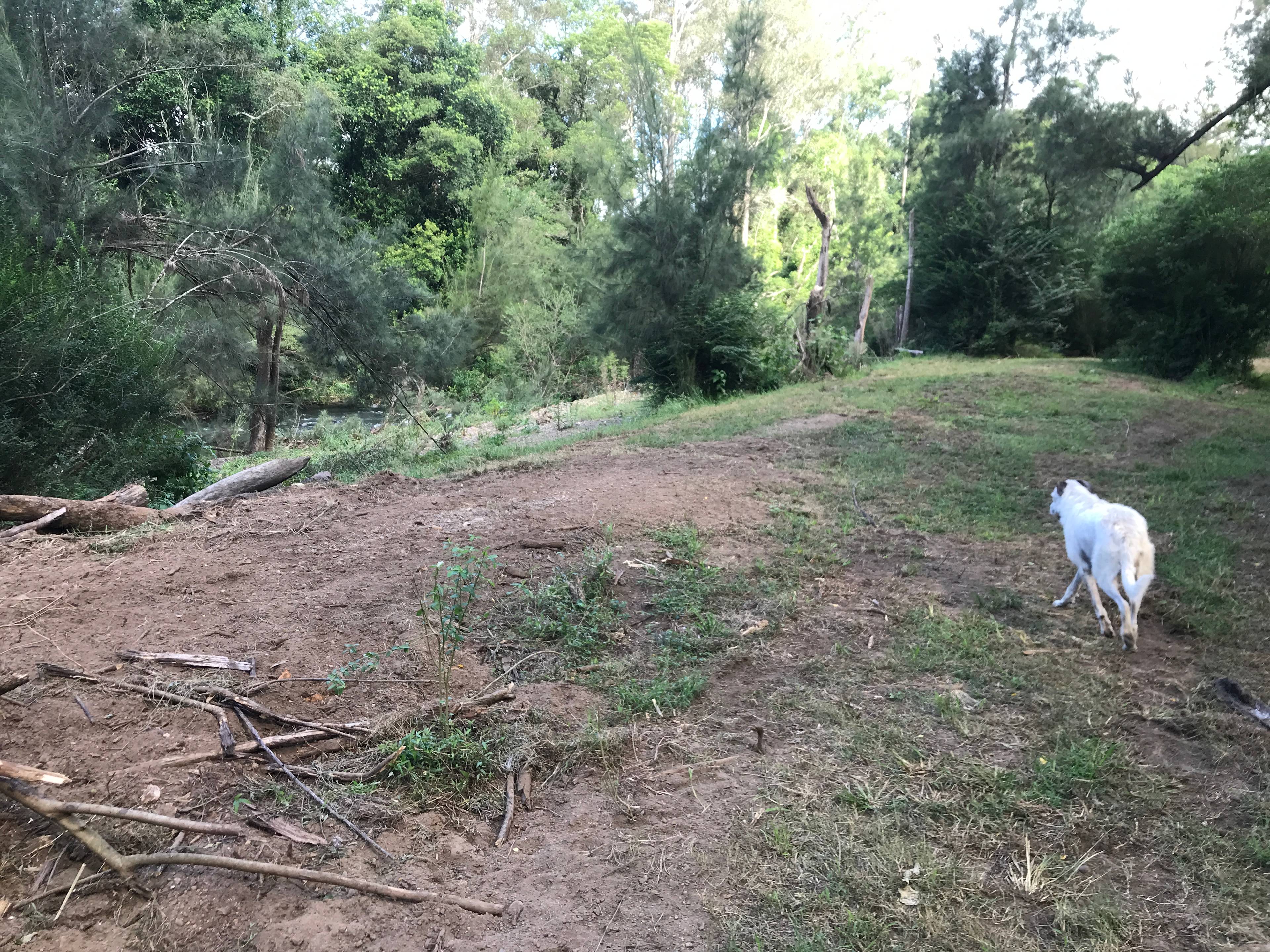 Mawu on the Dingo