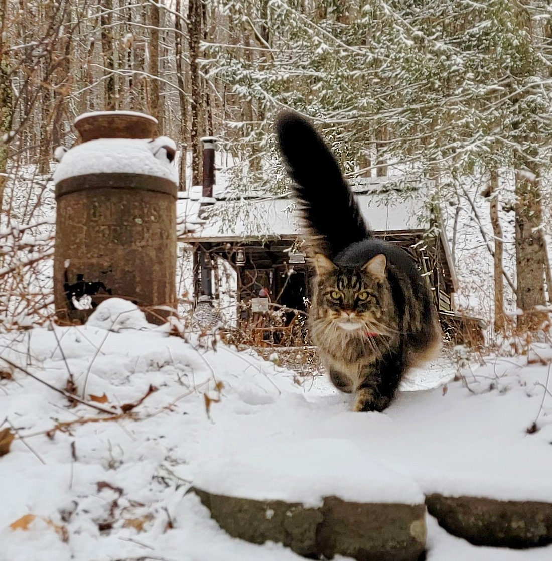 Upper Esopus Creekside Camp