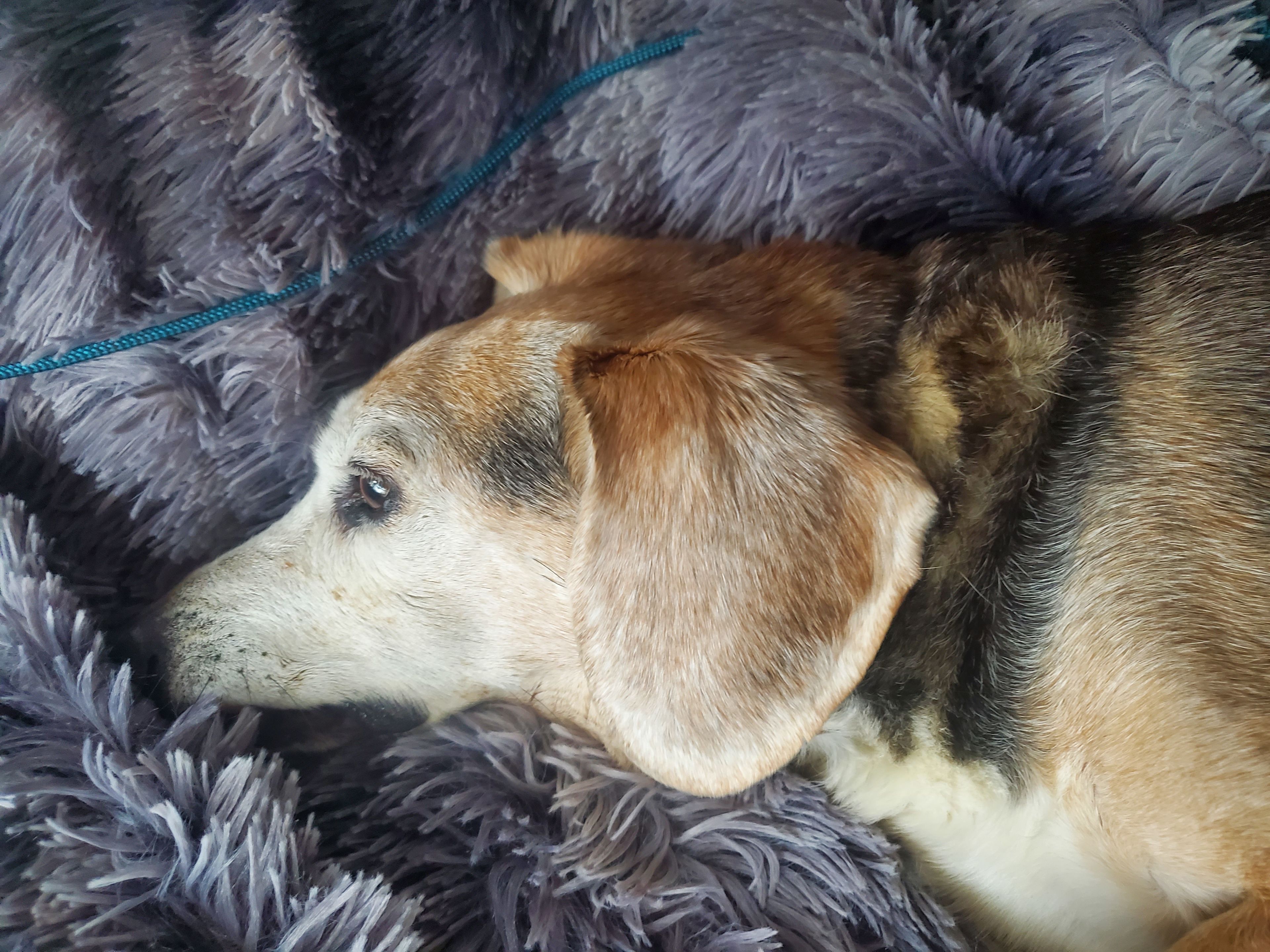 whispering moonbeam acres