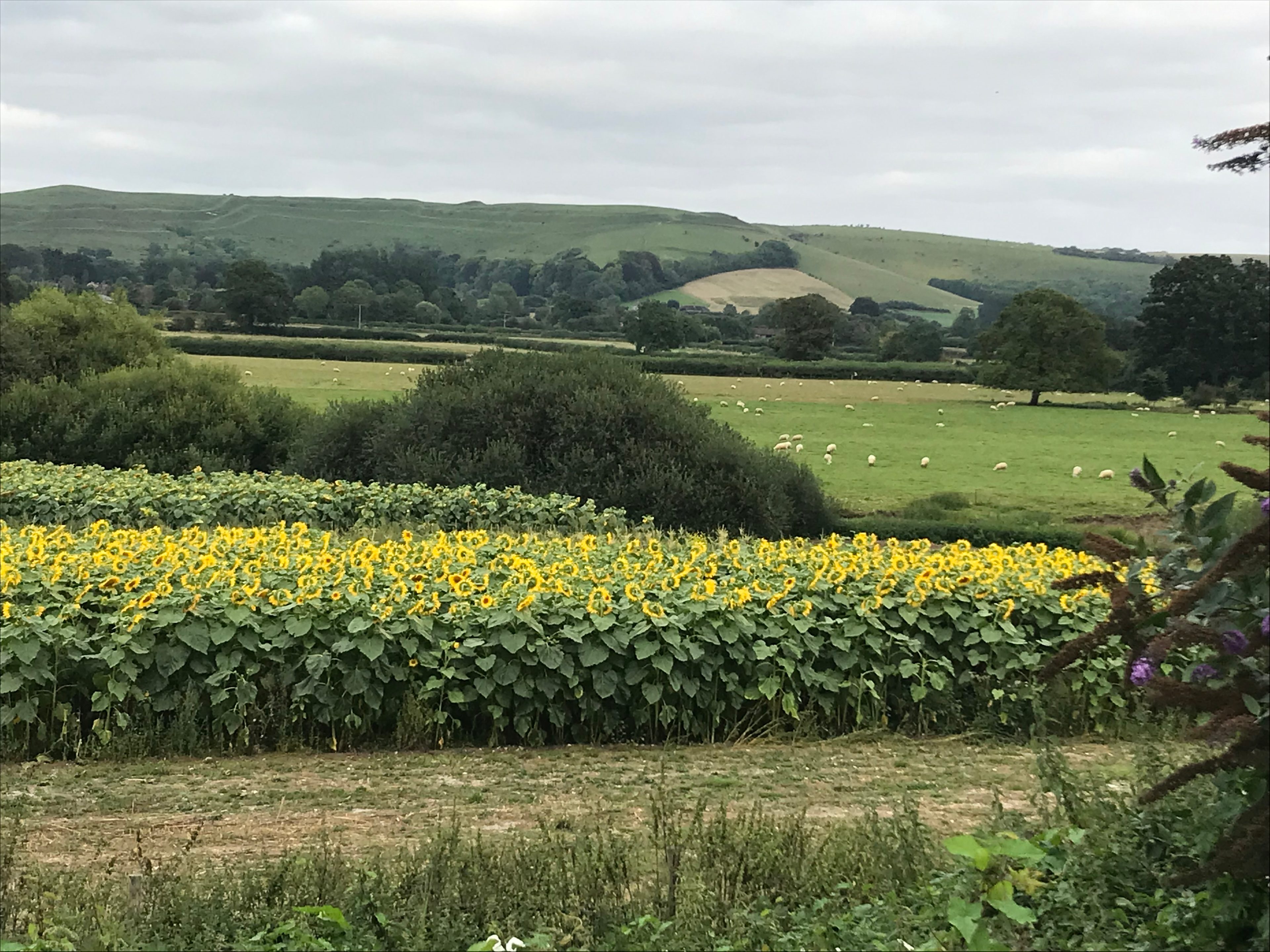 Haywards Bridge Farm