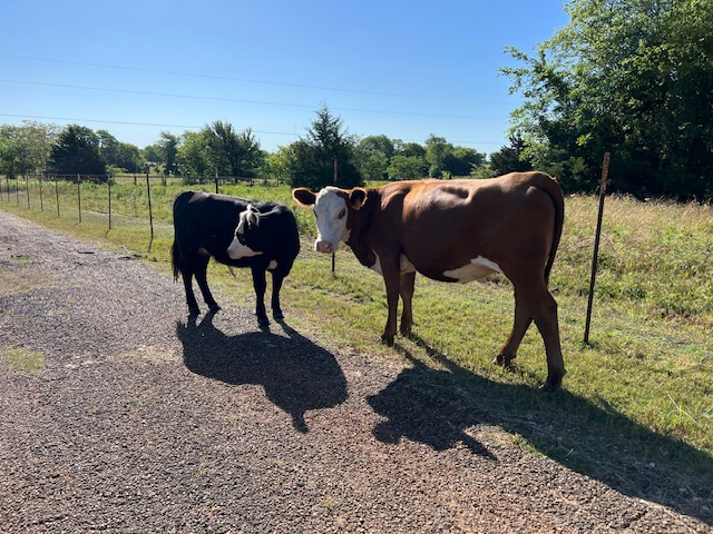 Miniature Cows Farm