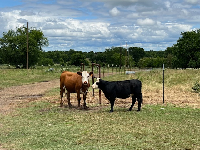 Miniature Cows Farm
