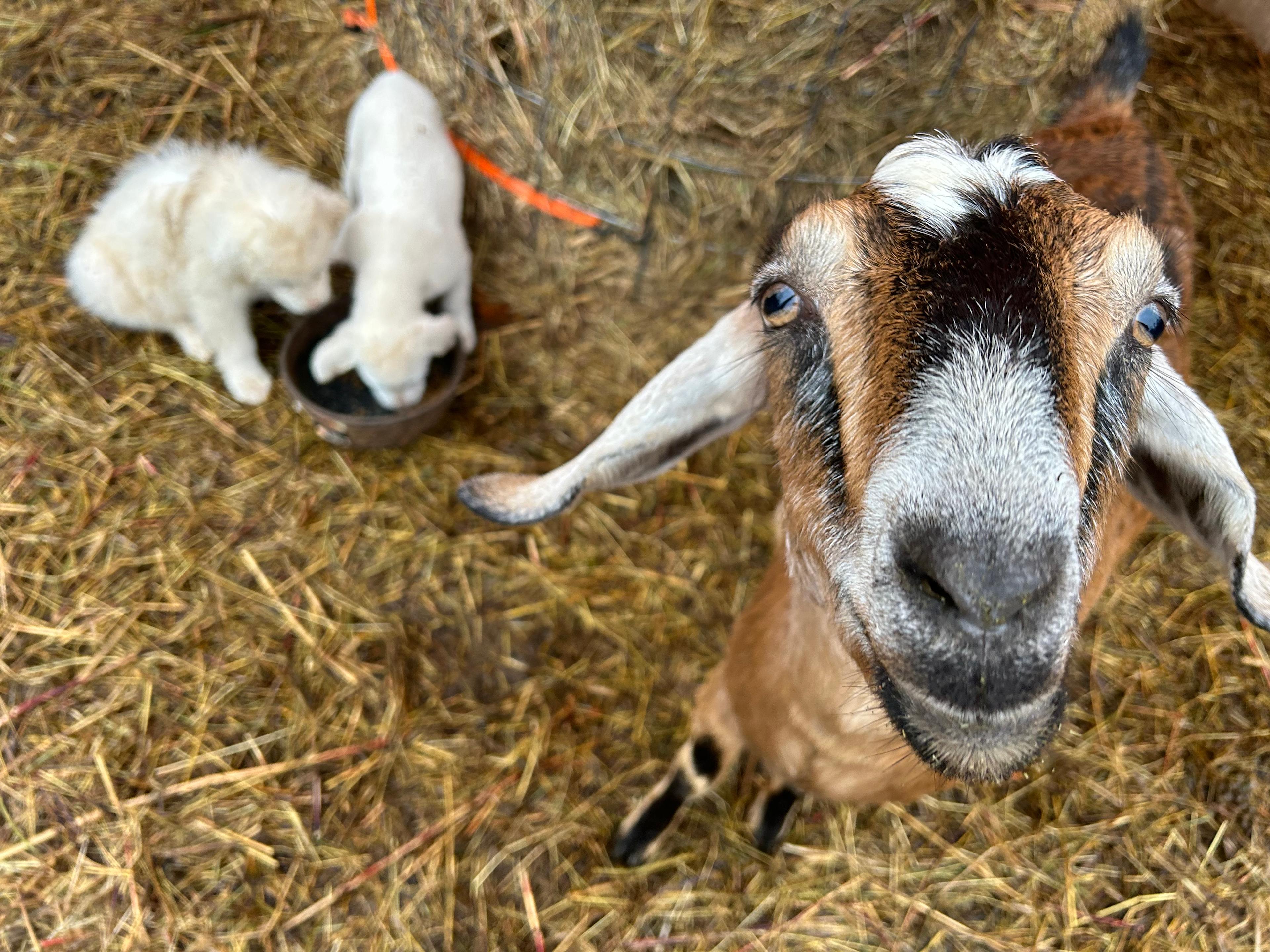 Black Walnut Farmstead