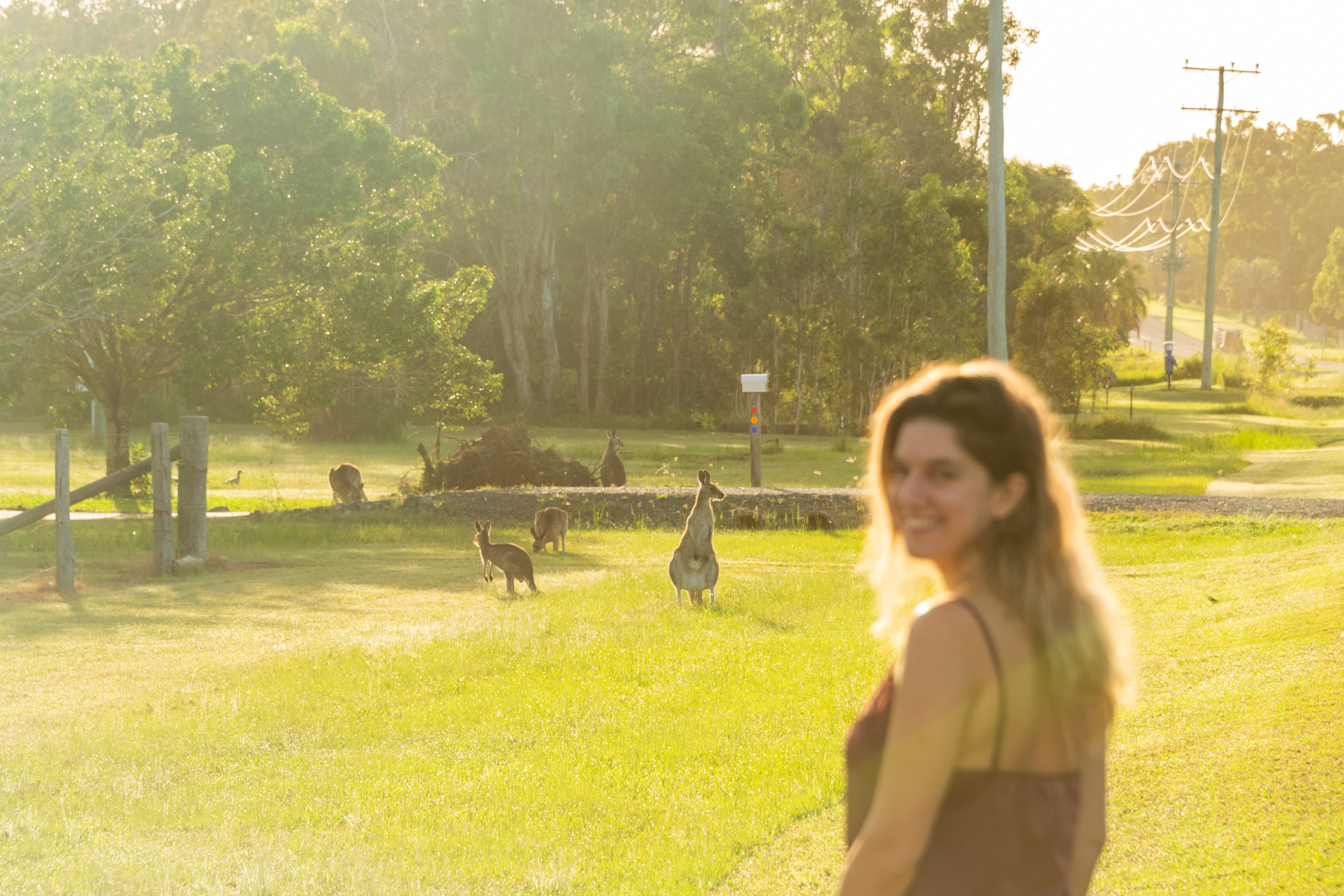 Spotted kangaroos in the morning!