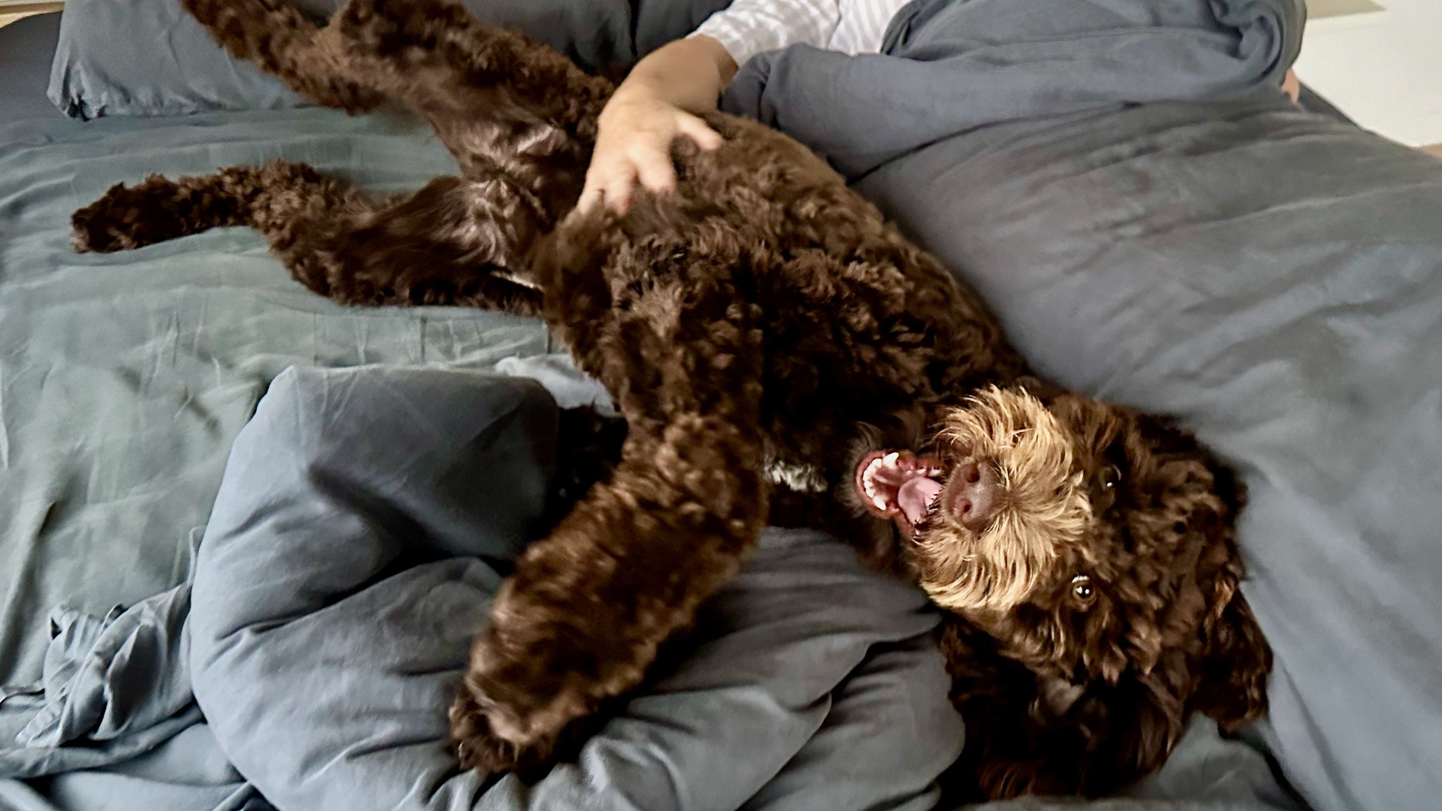 This is Lana - a 9 month old Pointer / Poodle cross. She'll welcome you very enthusiastically.
