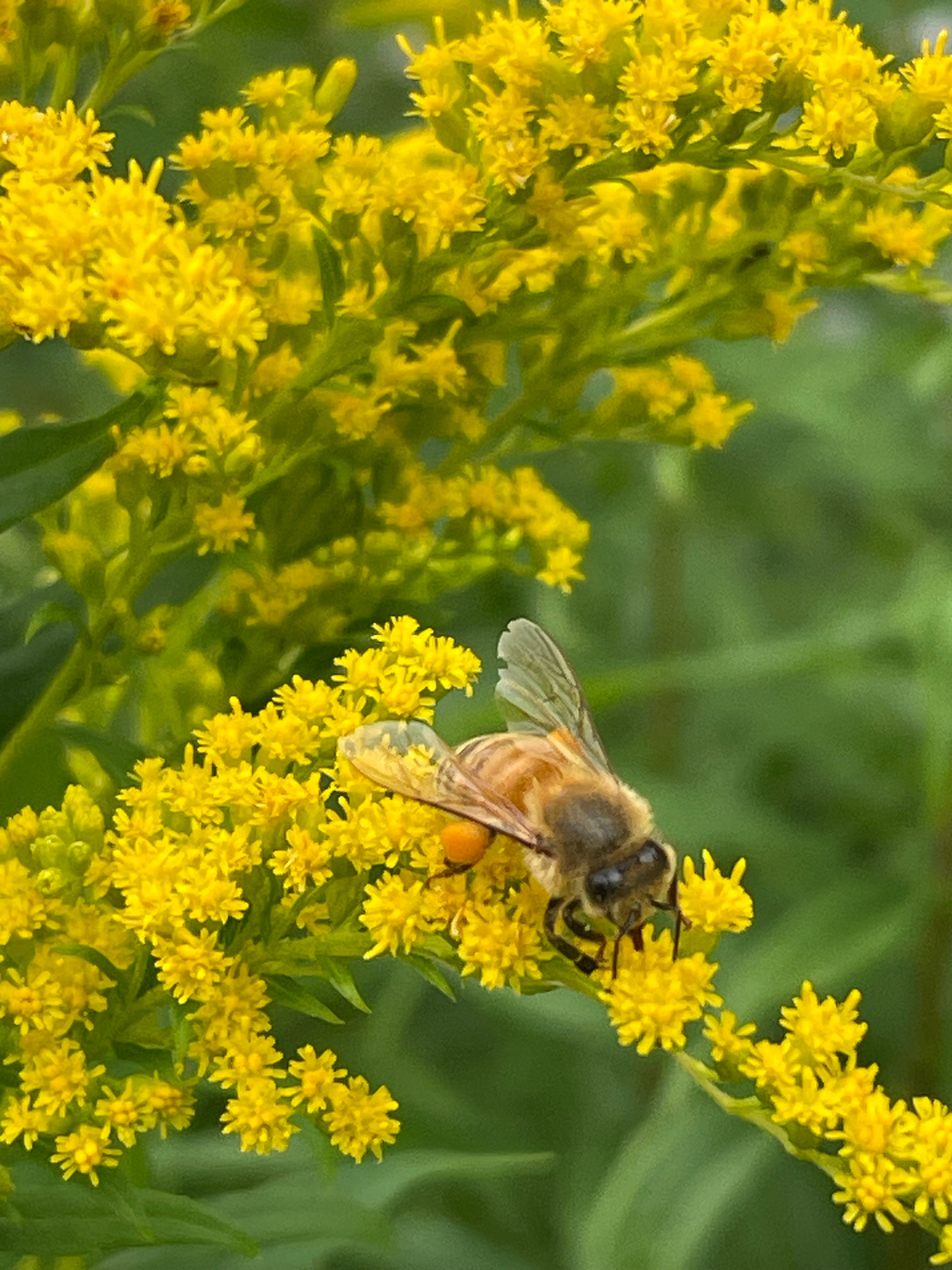 Beautiful Walden Vermont