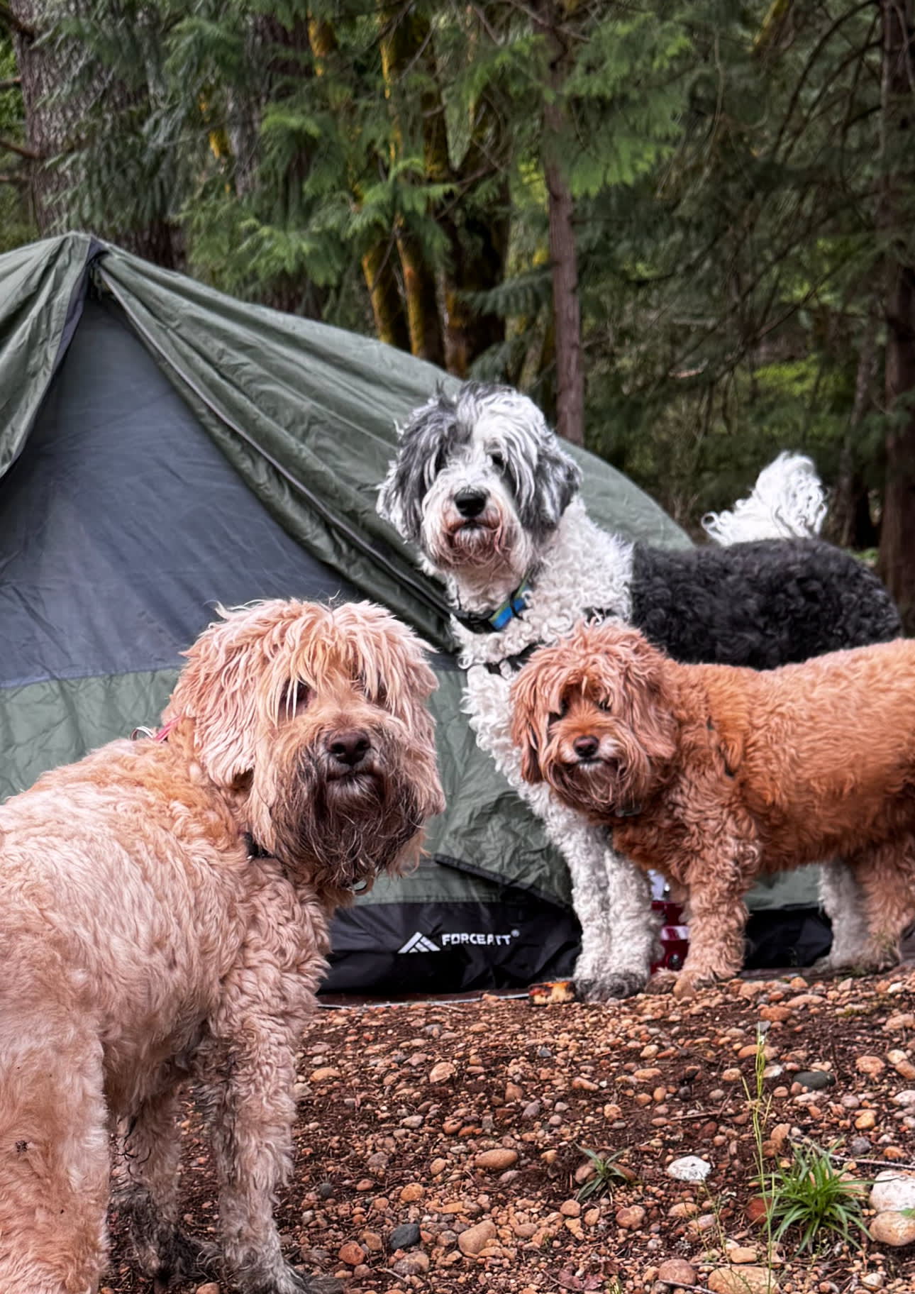 Evergreen Edge Escape 🦭