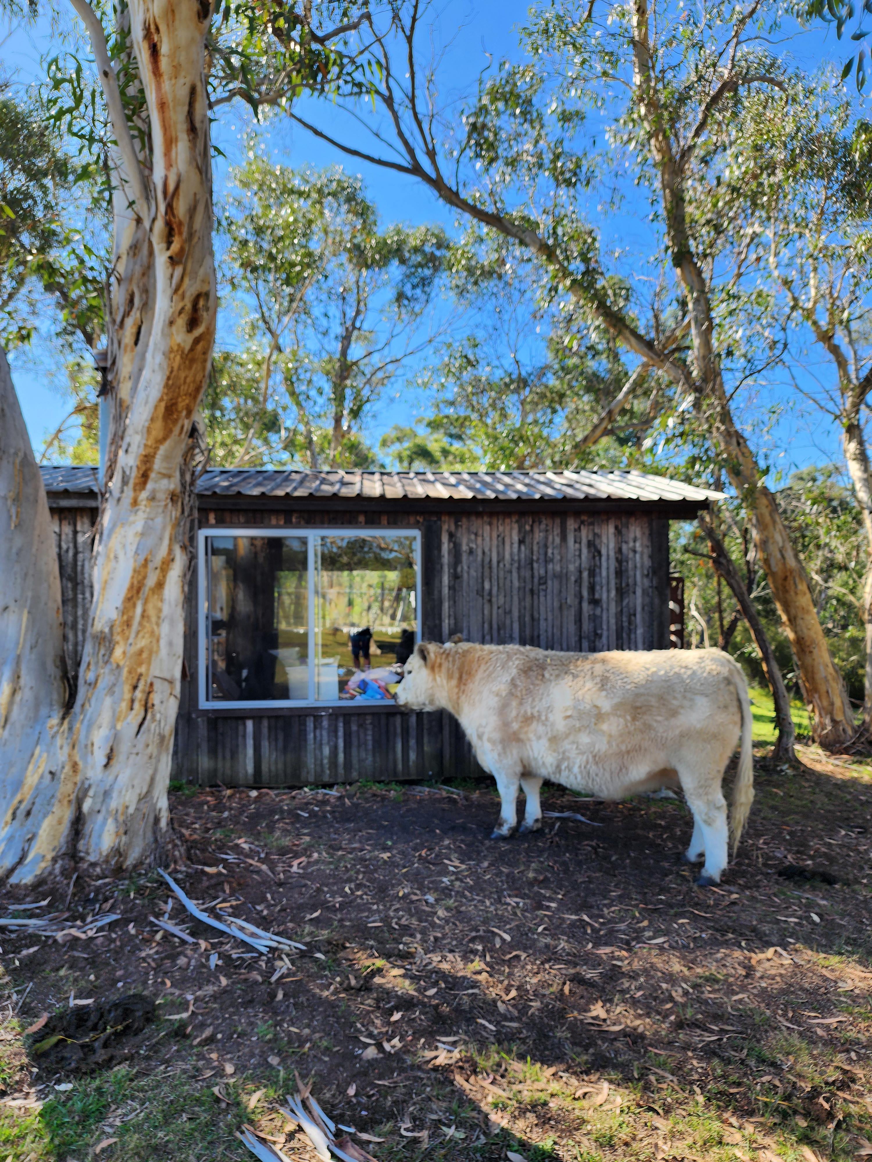 Truffle Farm Camping